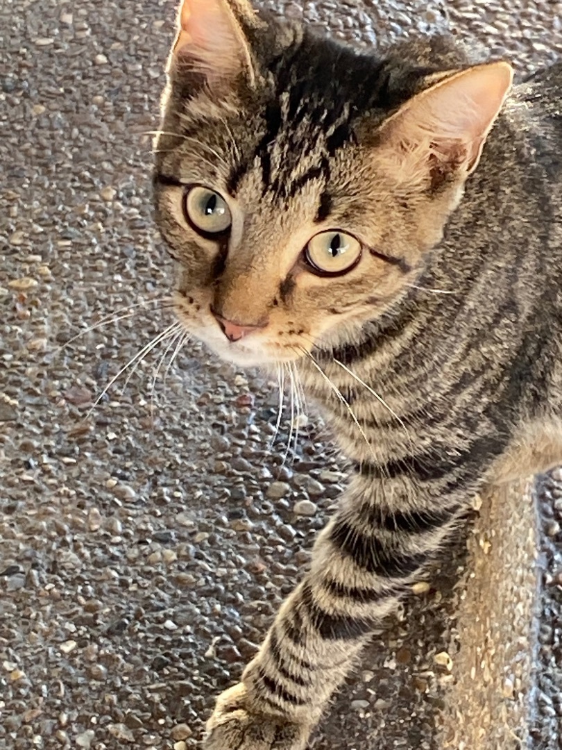 Jack, a Adopted Tabby in Lebanon, KY image 3/4