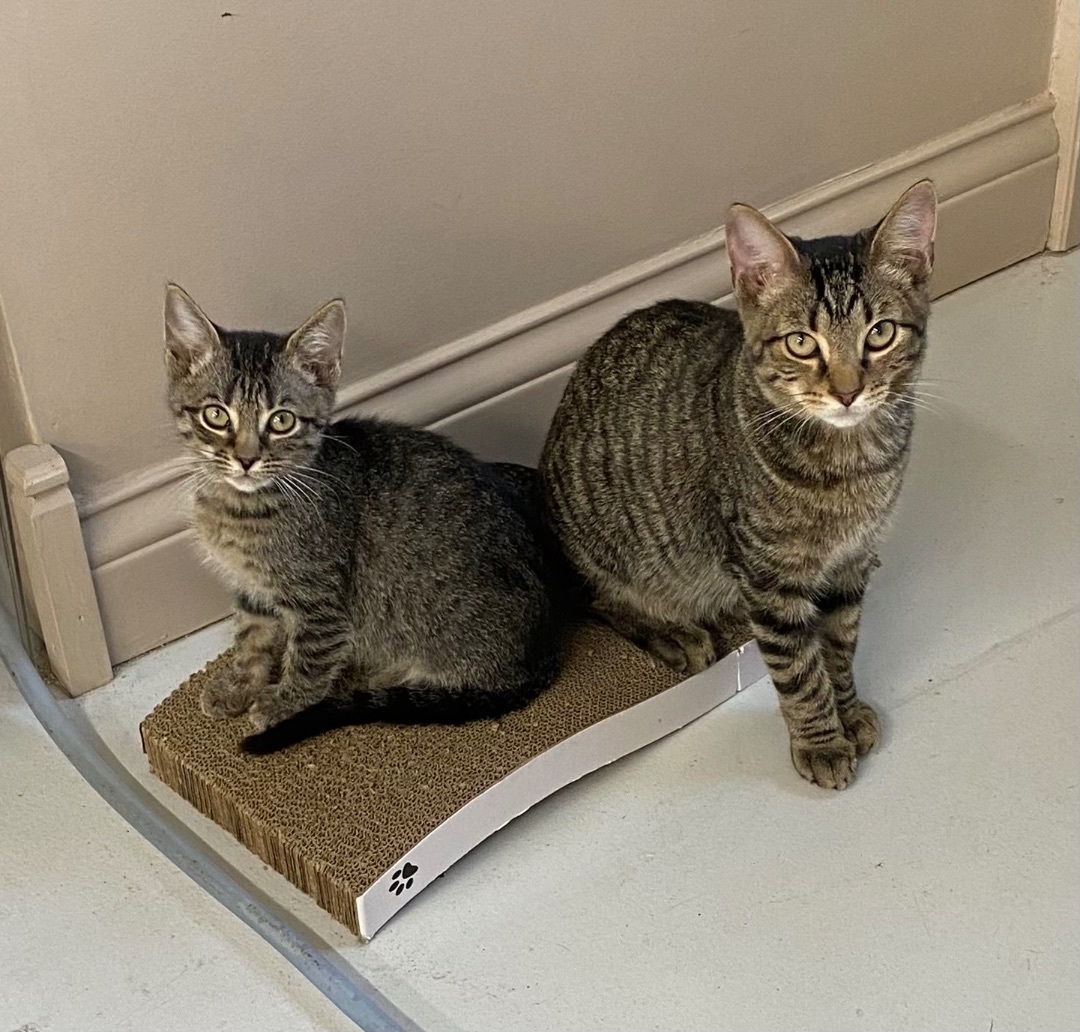 Jack, a Adopted Tabby in Lebanon, KY image 4/4