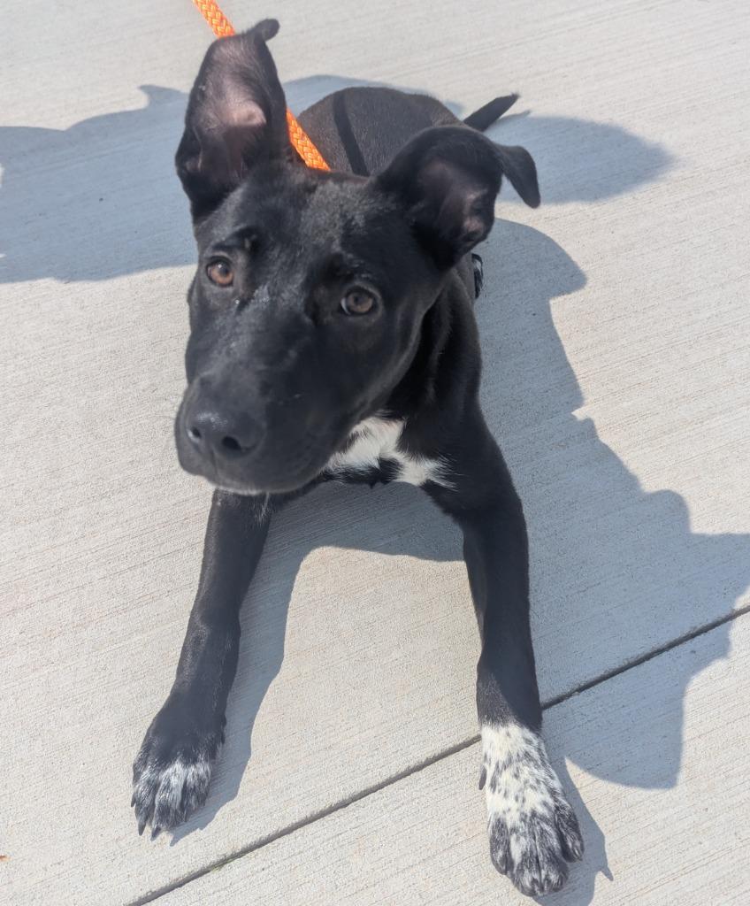 Kylie (nka Sadie), Adopted, Young Female Dutch Shepherd & Australian Cattle Dog / Blue Heeler.