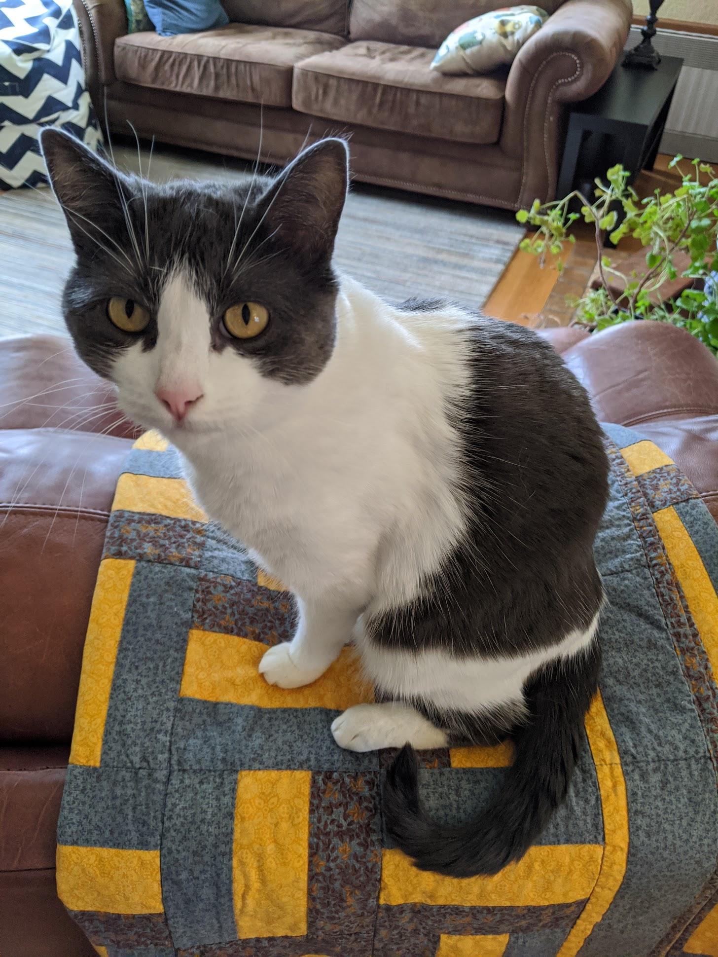 Enlarge Chloe & Lola **COURTESY POST**, a Adopted mixed breed in Lewiston, ID image 3/3