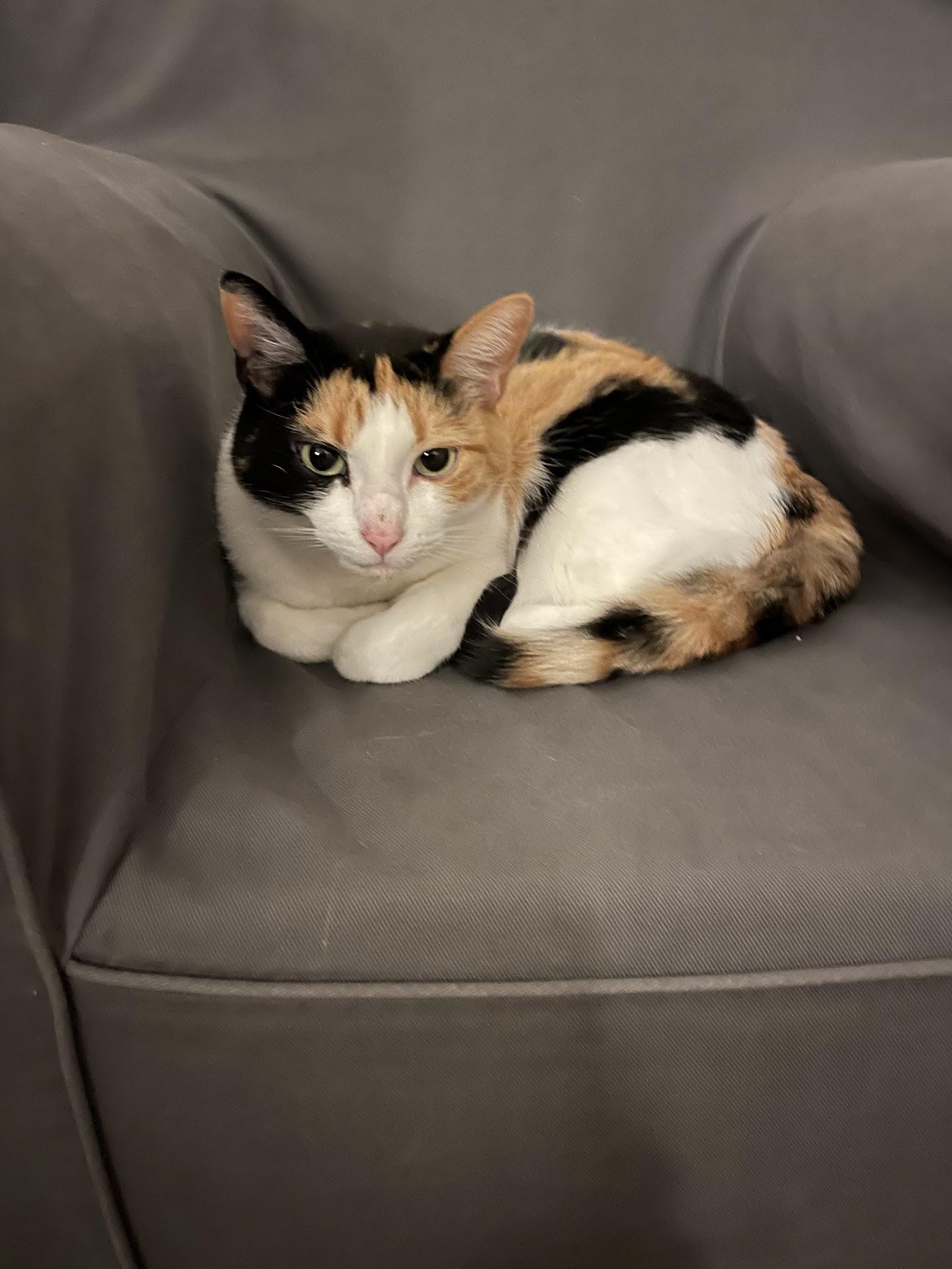 Enlarge Chloe & Lola **COURTESY POST**, a Adopted mixed breed in Lewiston, ID image 2/3