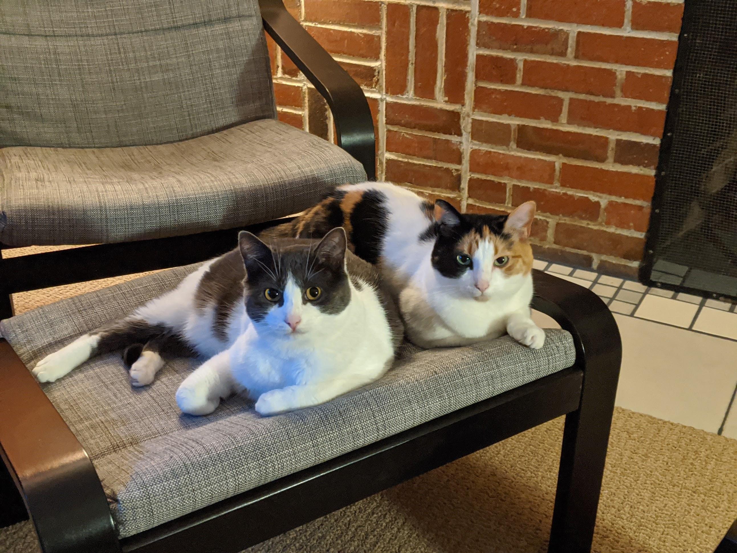 Chloe & Lola **COURTESY POST**, Adopted, Senior Female Domestic Short Hair.