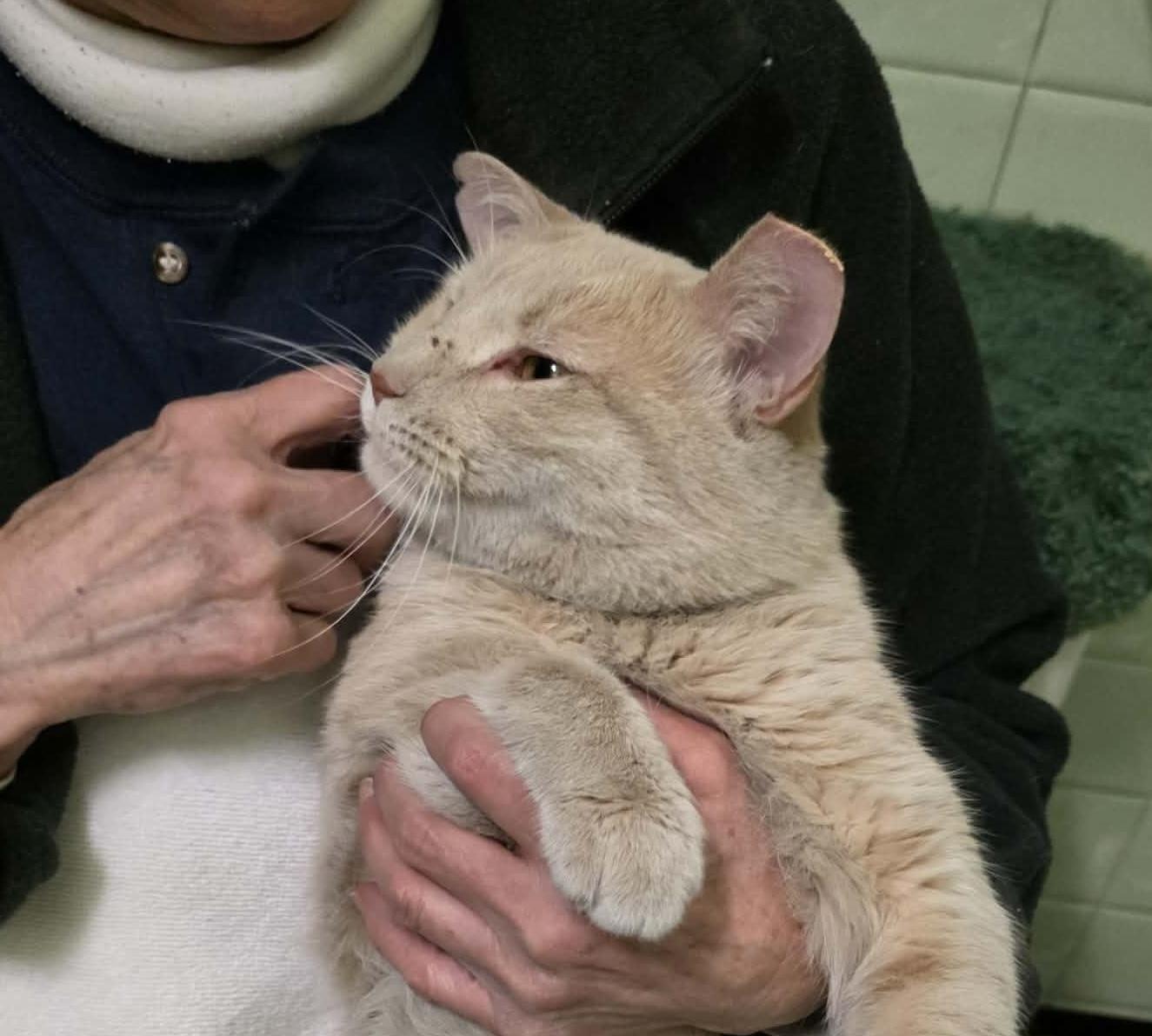 Enlarge Padrick, an adopted mixed breed in Chicago, IL image 2/6