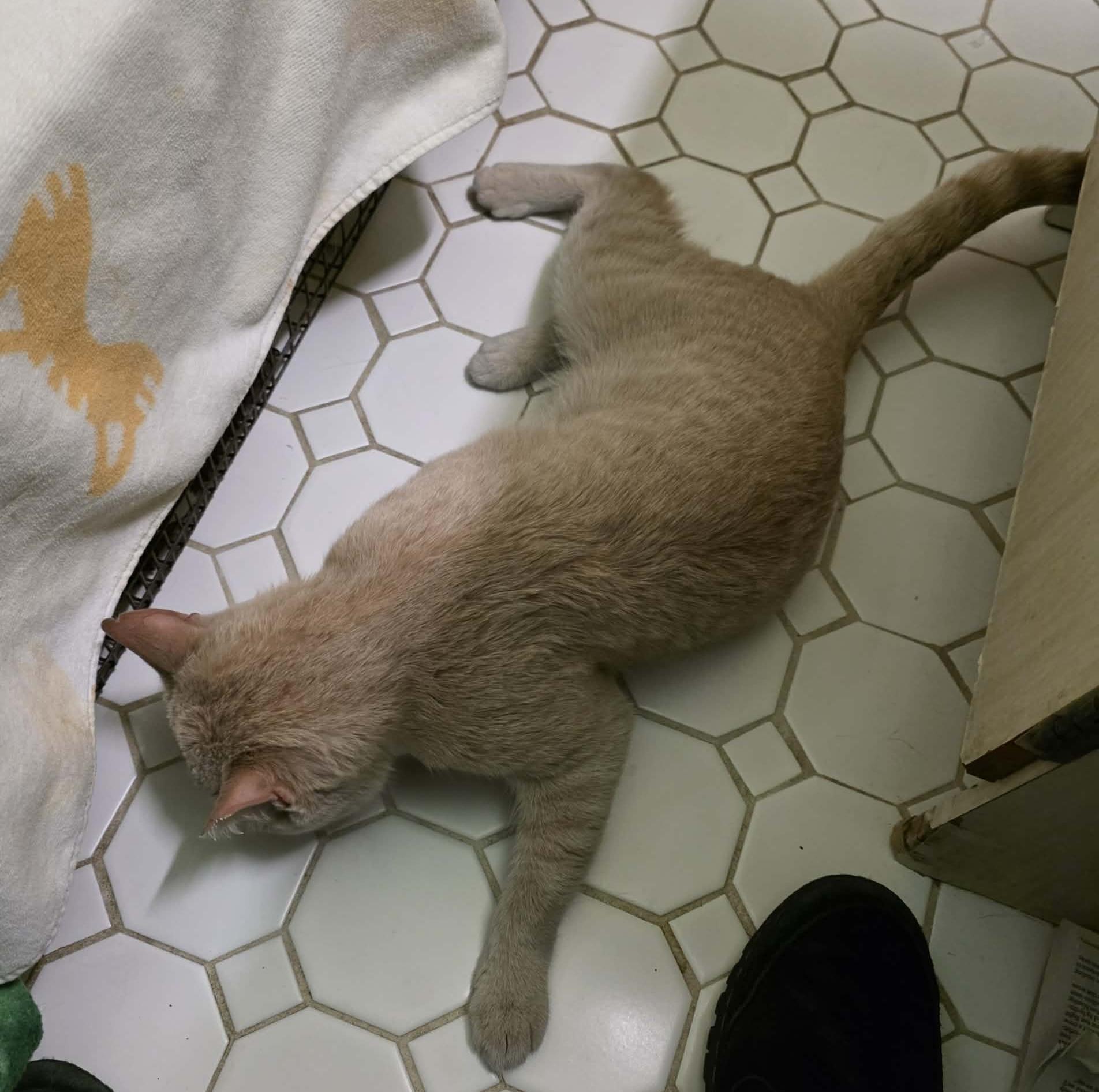 Enlarge Padrick, an adopted mixed breed in Chicago, IL image 5/6