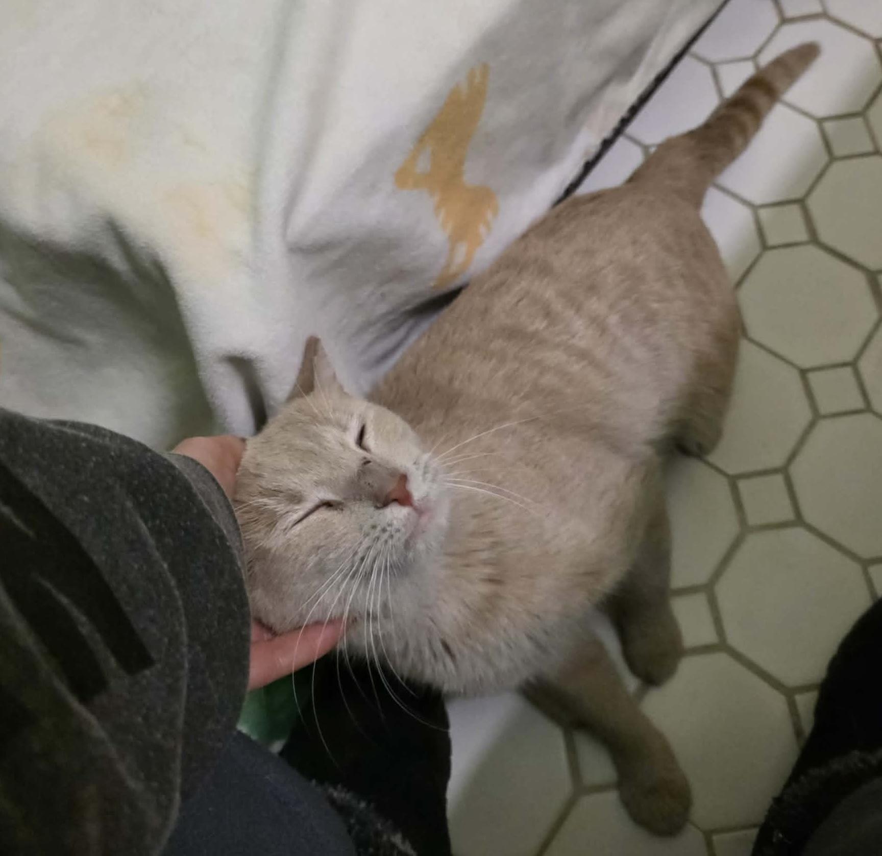 Enlarge Padrick, an adopted mixed breed in Chicago, IL image 4/6