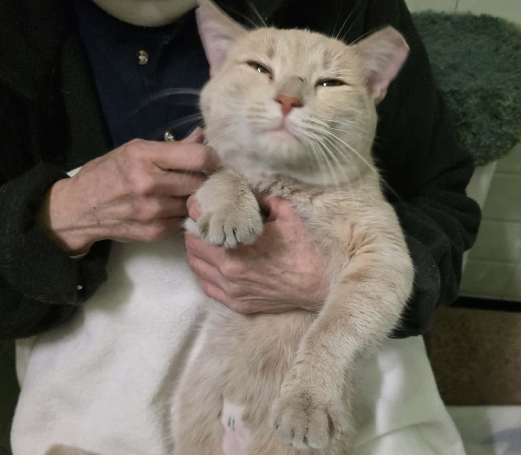 Enlarge Padrick, an adopted mixed breed in Chicago, IL image 3/6