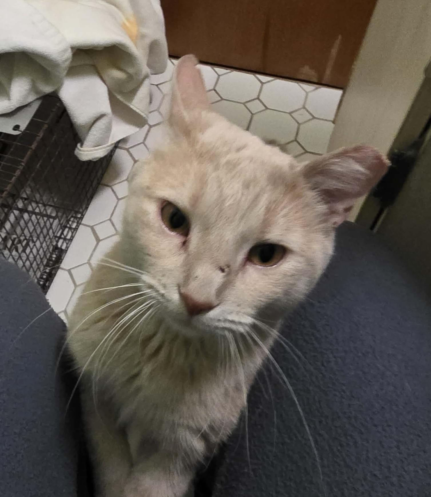 Padrick, adopted, Adult Male Domestic Short Hair.