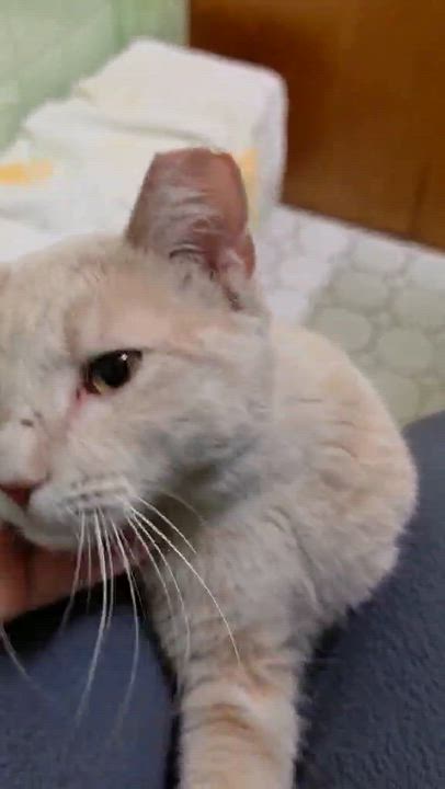 Enlarge Padrick, an adopted mixed breed in Chicago, IL video 6/6