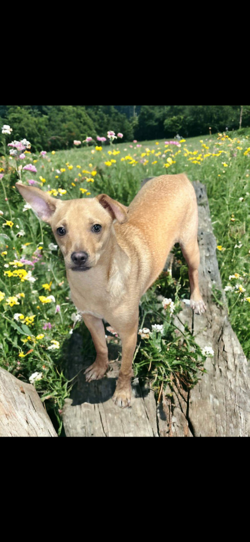 Balu