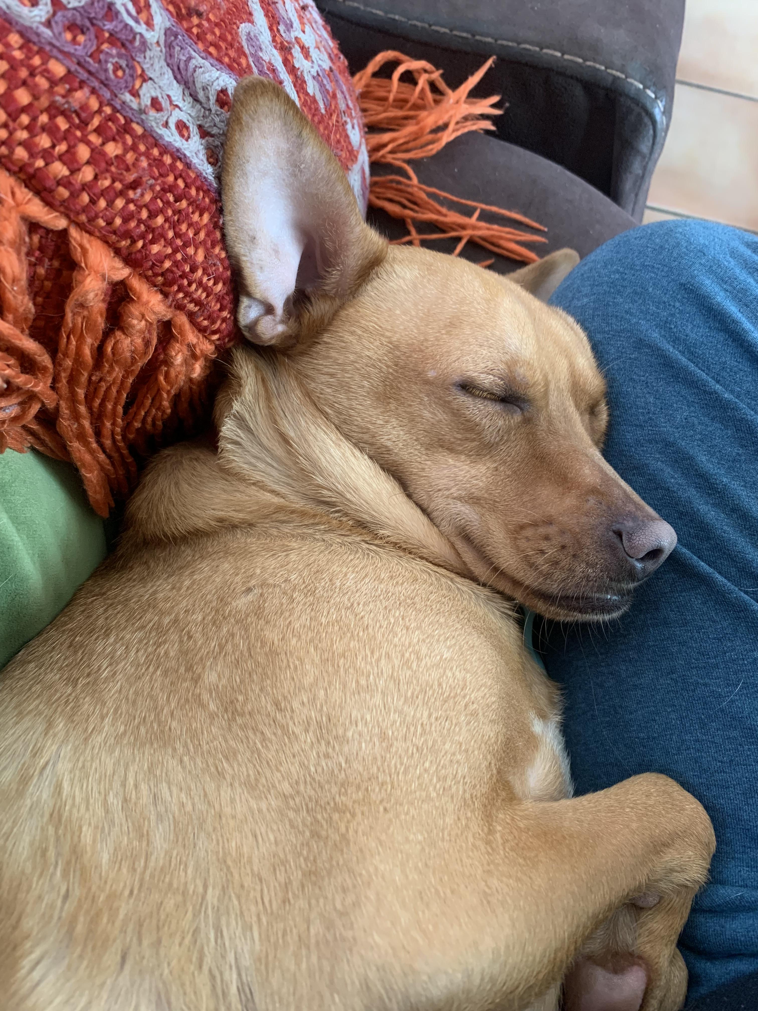 Balu photo 4