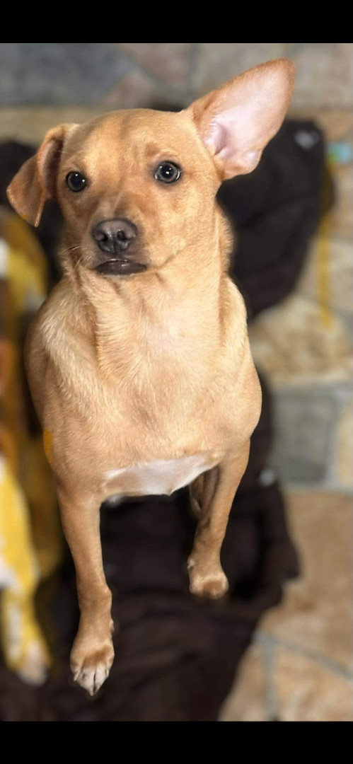 Balu photo 2
