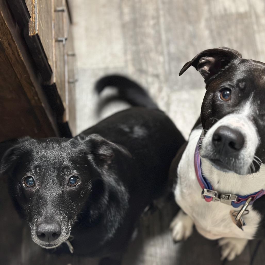 Kai, Adoptable, Senior Female Black Labrador Retriever & Australian Shepherd.