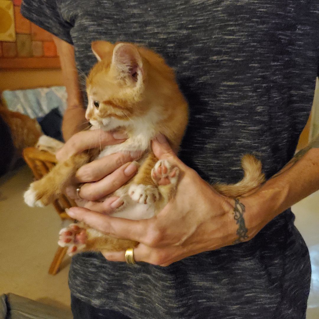 mucho, a Adopted Domestic Short Hair in Boston , MA image 1/4