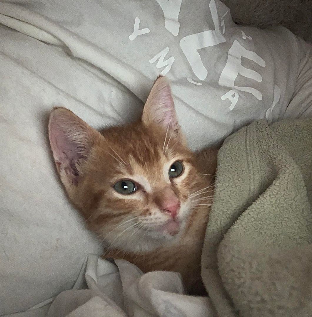 mucho, a Adopted Domestic Short Hair in Boston , MA image 2/4