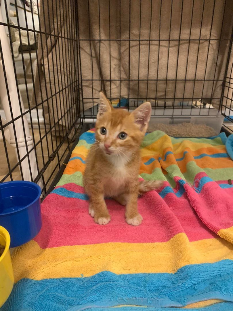 mucho, a Adopted Domestic Short Hair in Boston , MA image 3/4