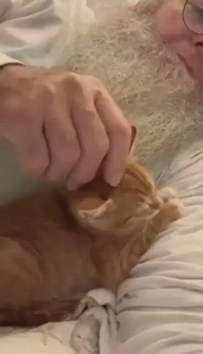 Enlarge mucho, a Adopted Domestic Short Hair in Boston , MA video 4/4