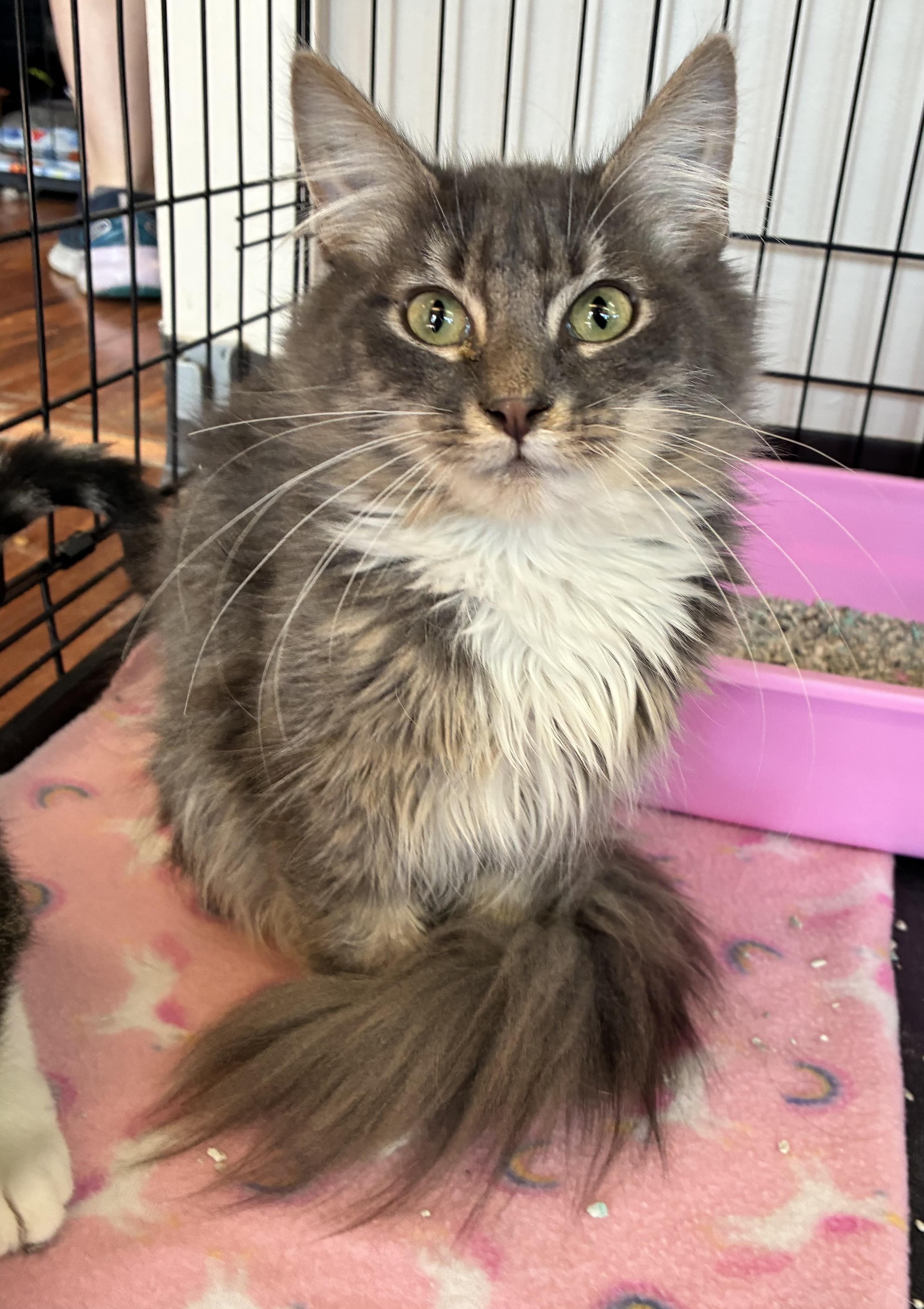 Doofenshmirtz (FIV+)