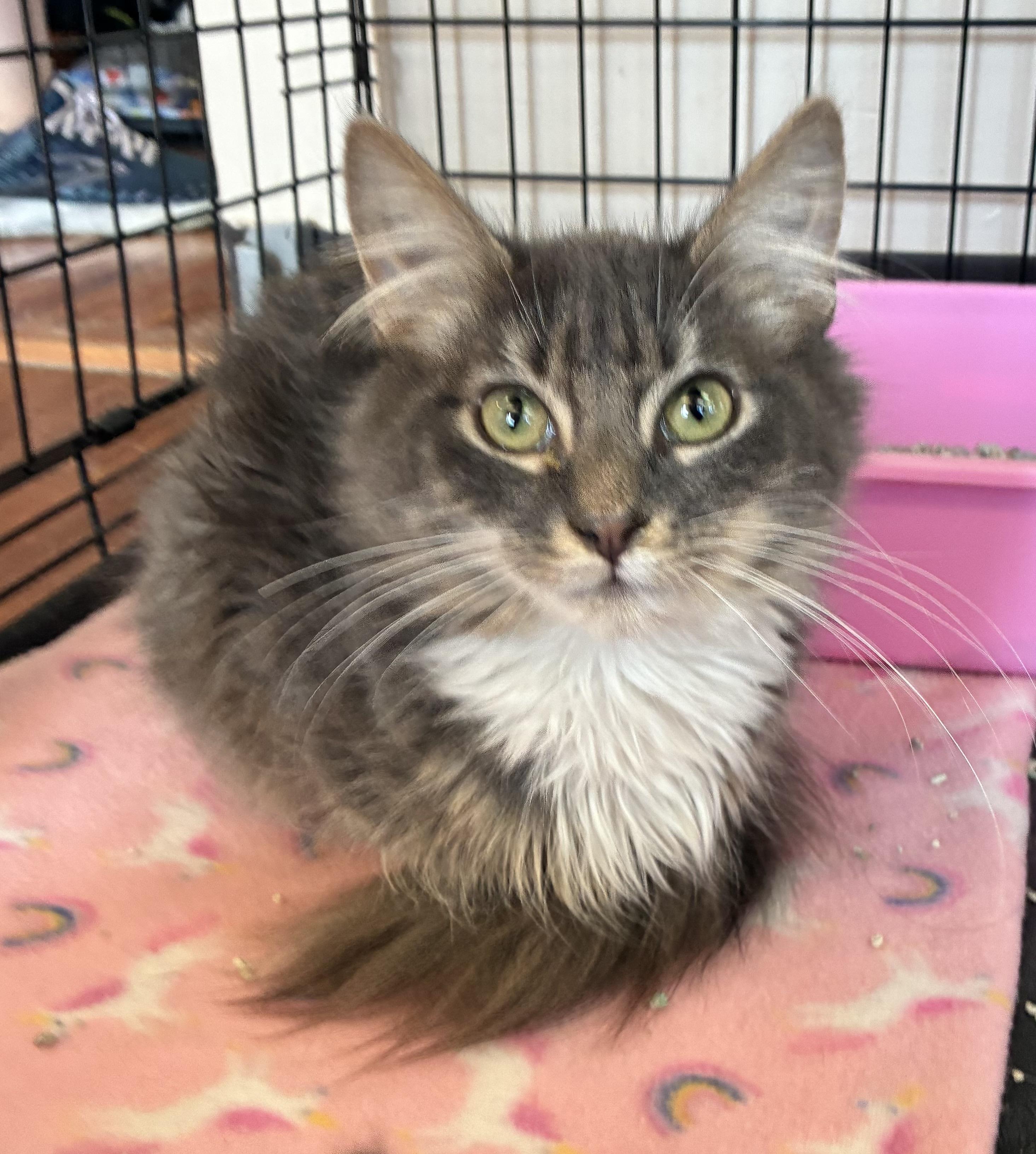 Doofenshmirtz (FIV+)