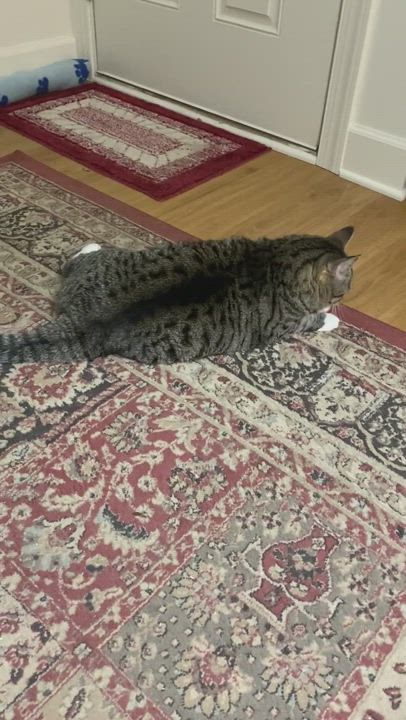 Enlarge Charlotte, a Adopted Domestic Short Hair in KENTON, DE video 6/11