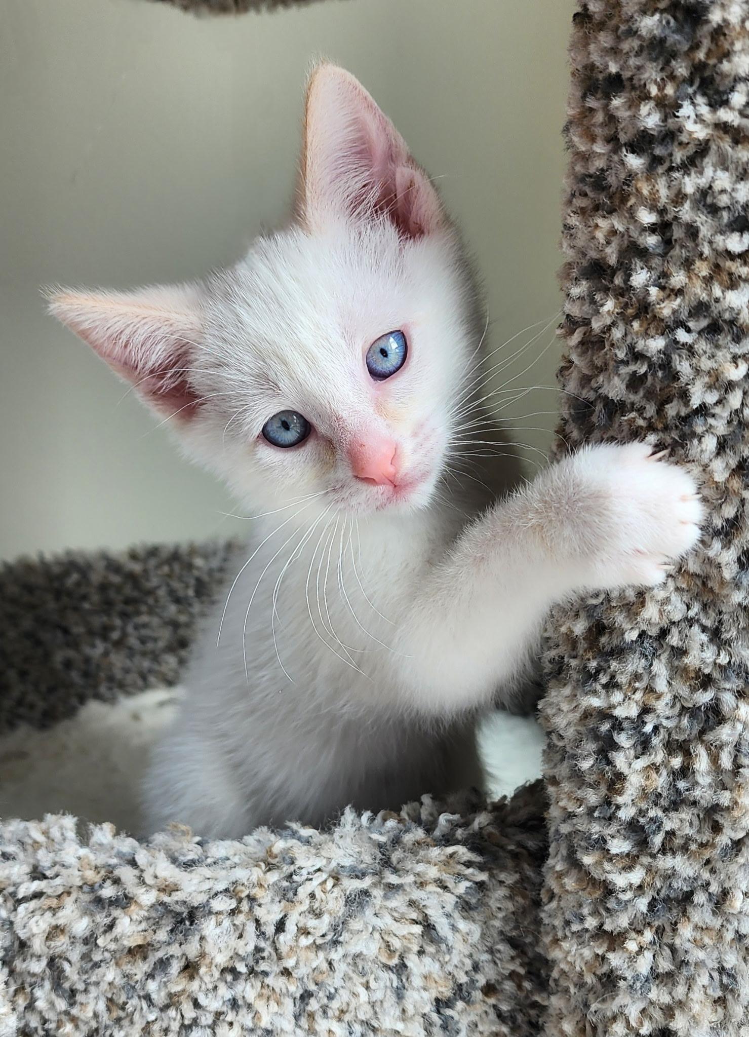 Tucker, Adopted, Young Male Siamese & Tabby.
