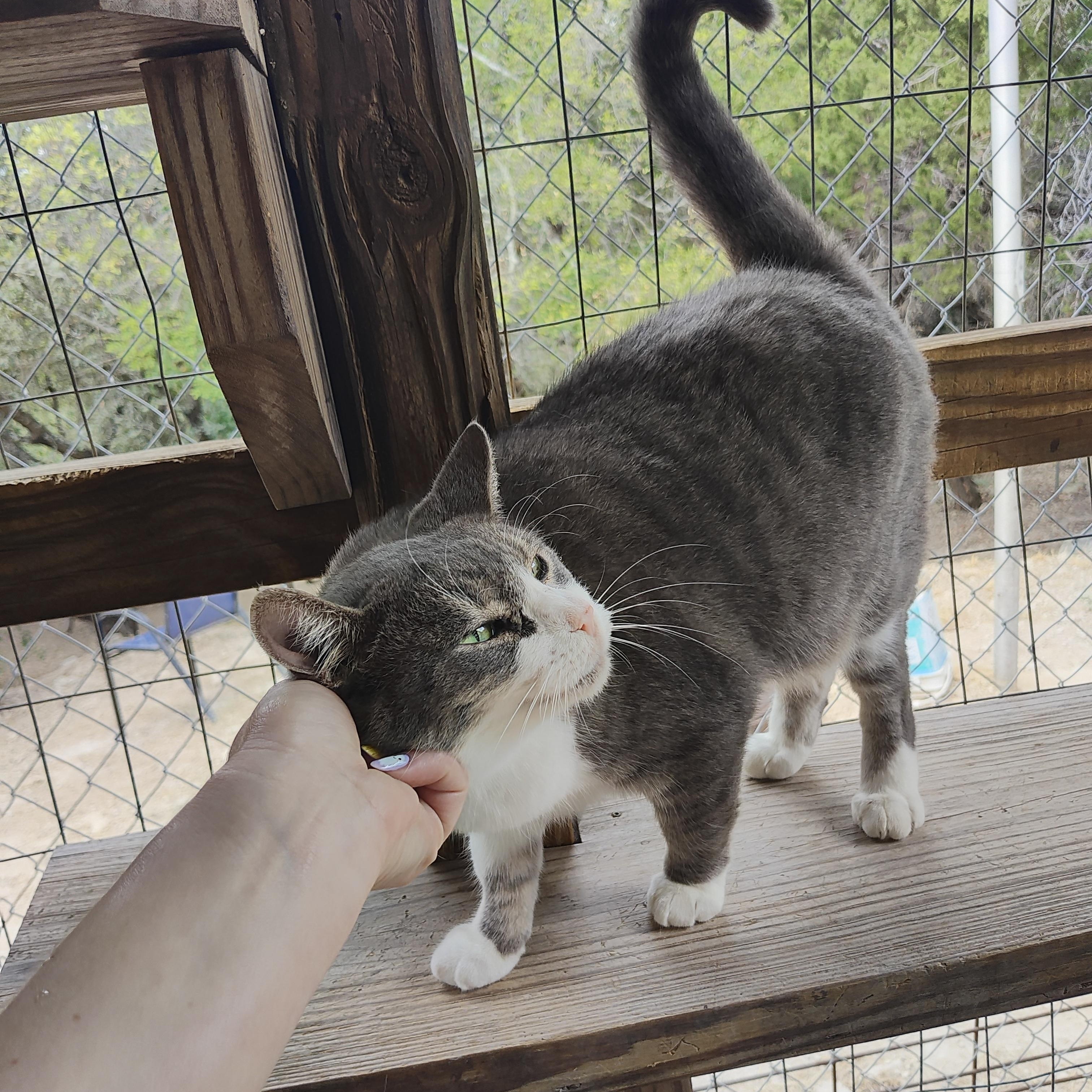 Enlarge Sassy, a Adoptable Domestic Short Hair in Lago Vista, TX image 2/3