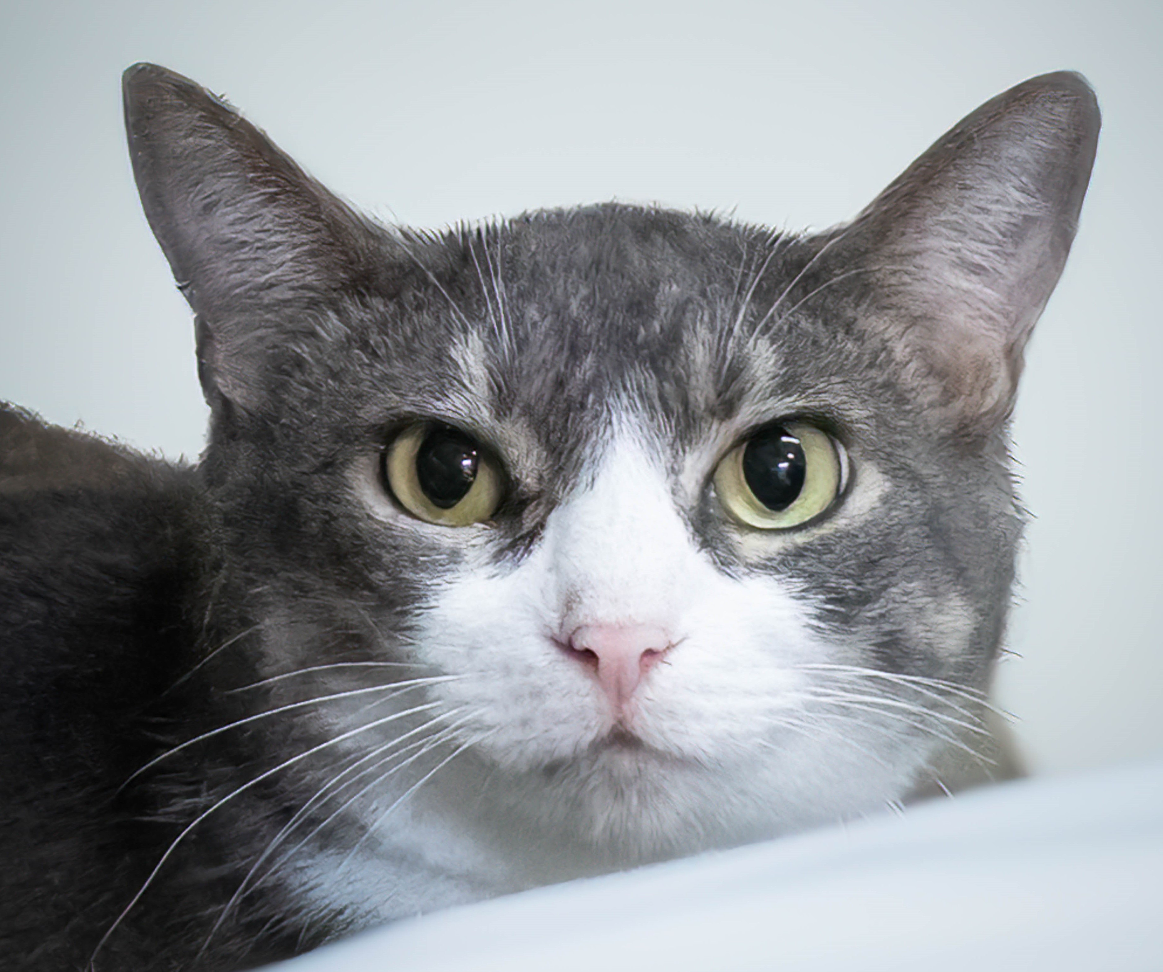 Sassy, Adoptable, Adult Female Domestic Short Hair.