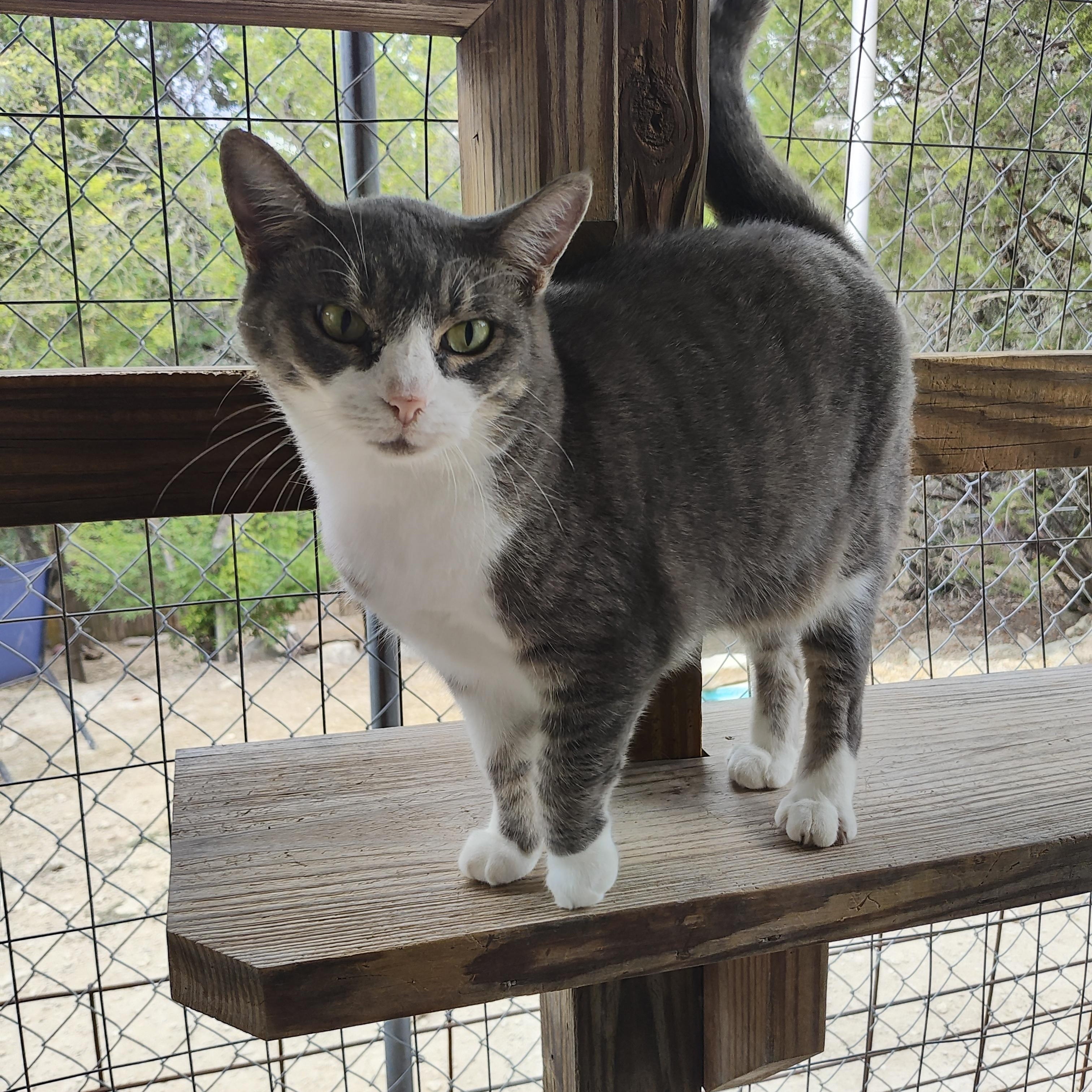 Enlarge Sassy, a Adoptable Domestic Short Hair in Lago Vista, TX image 3/3