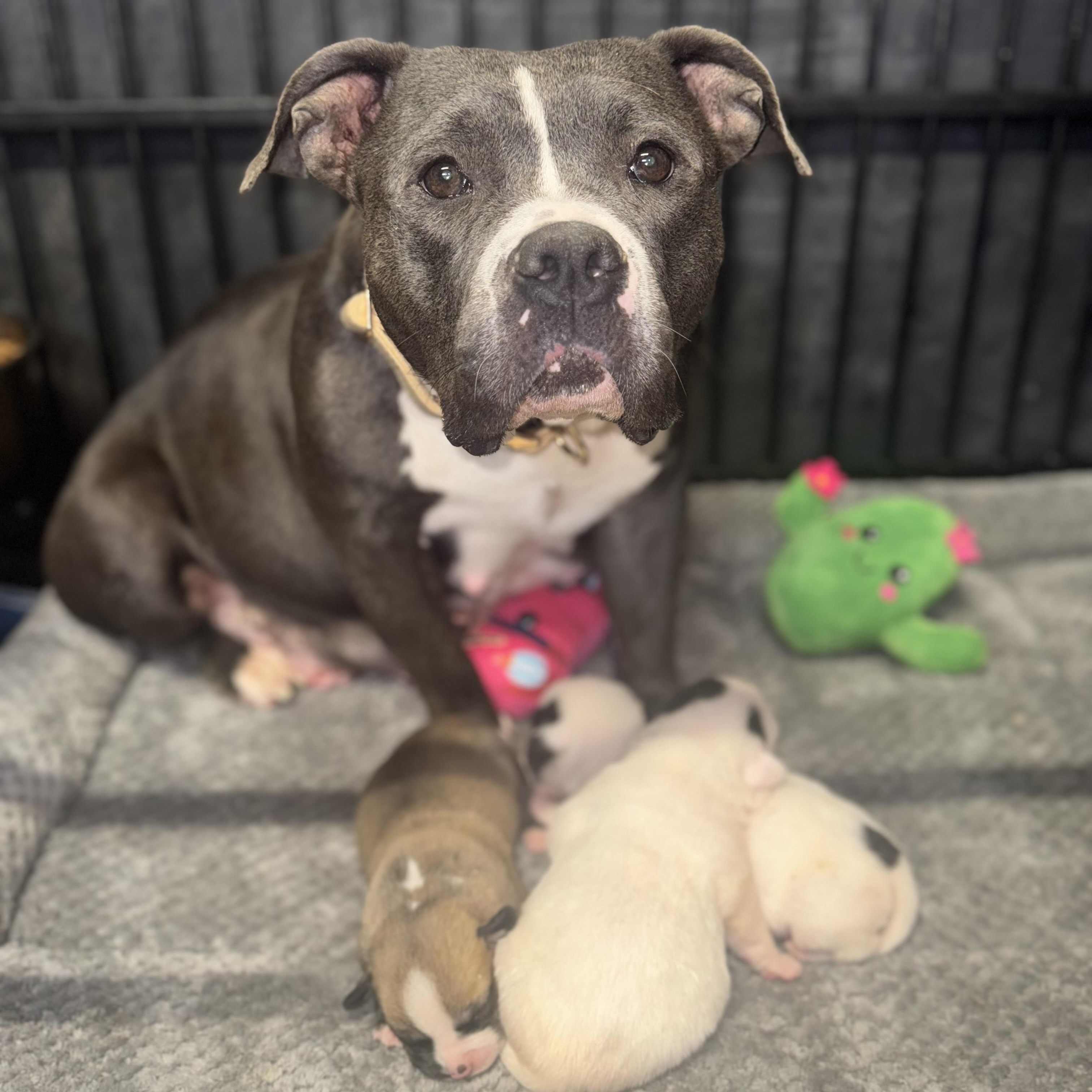 Gia, a Adoptable American Bully in Indianapolis, IN image 3/6