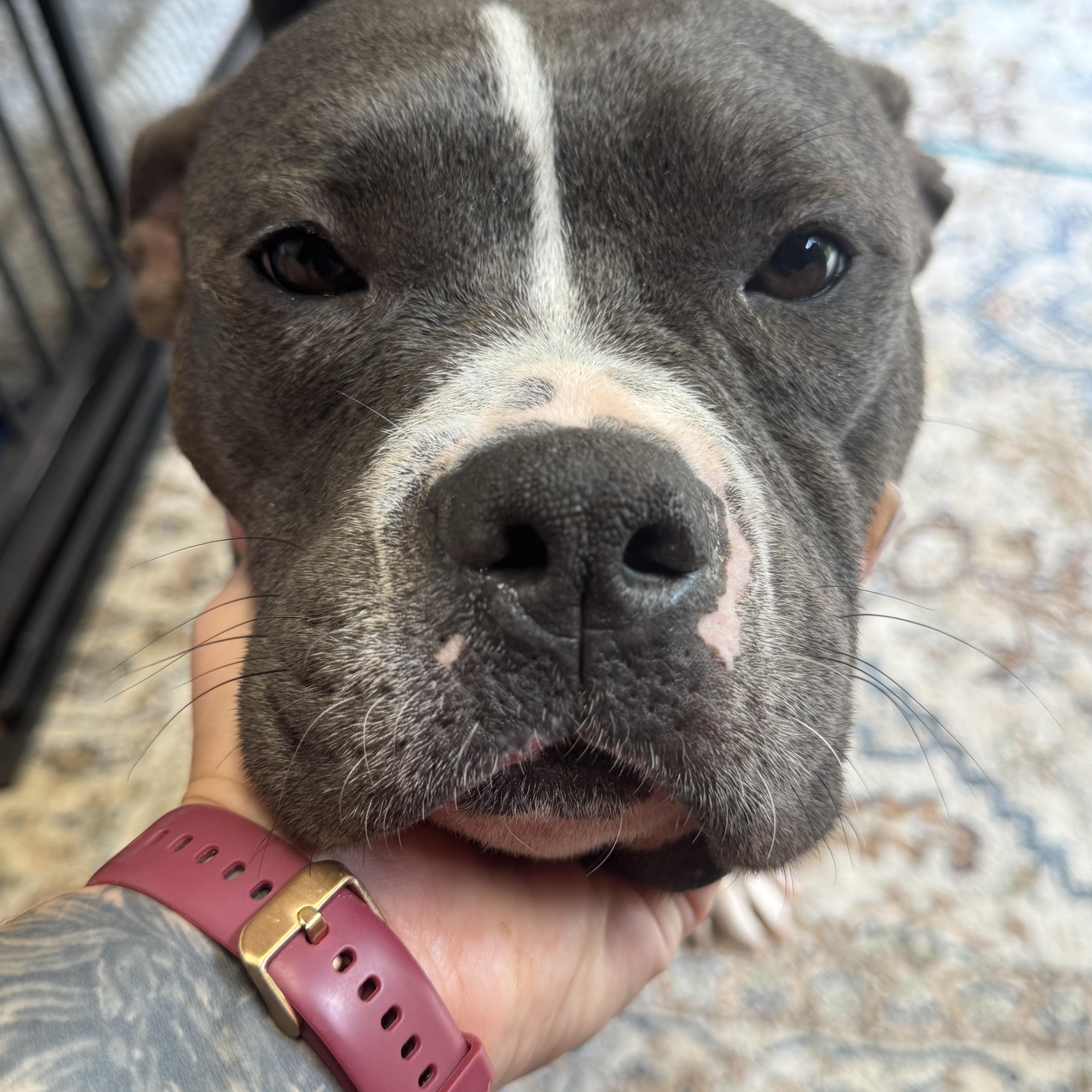 Gia, a Adoptable American Bully in Indianapolis, IN image 6/6