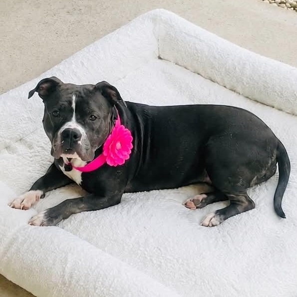Gia, a Adoptable American Bully in Indianapolis, IN image 1/6