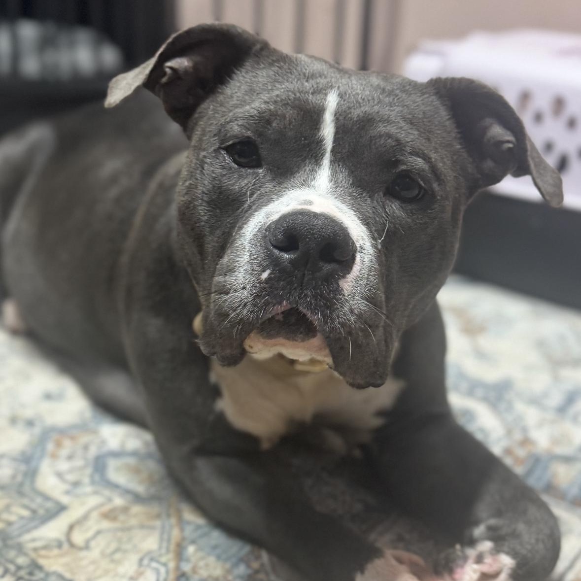 Gia, a Adoptable American Bully in Indianapolis, IN image 4/6