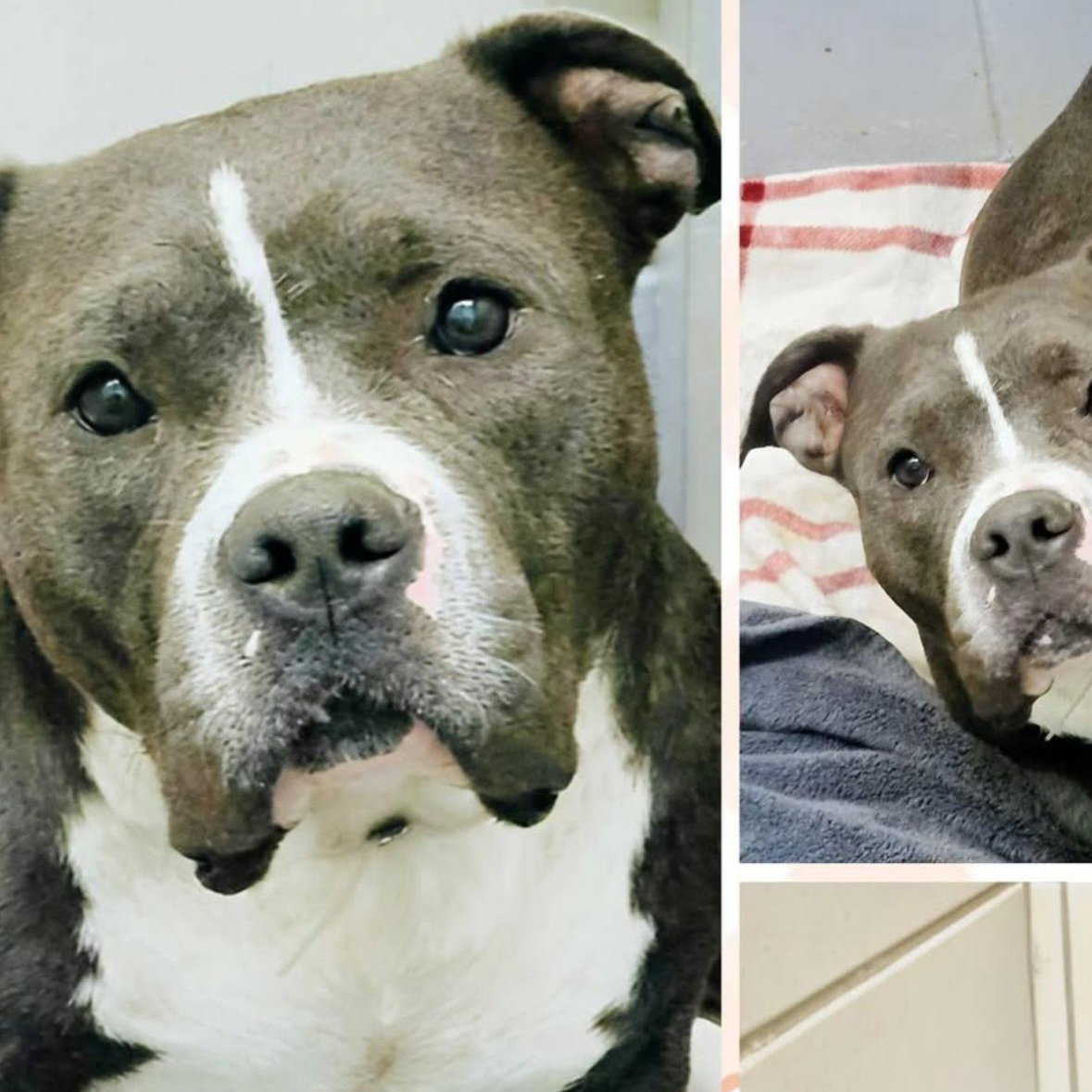 Gia, a Adoptable American Bully in Indianapolis, IN image 5/6