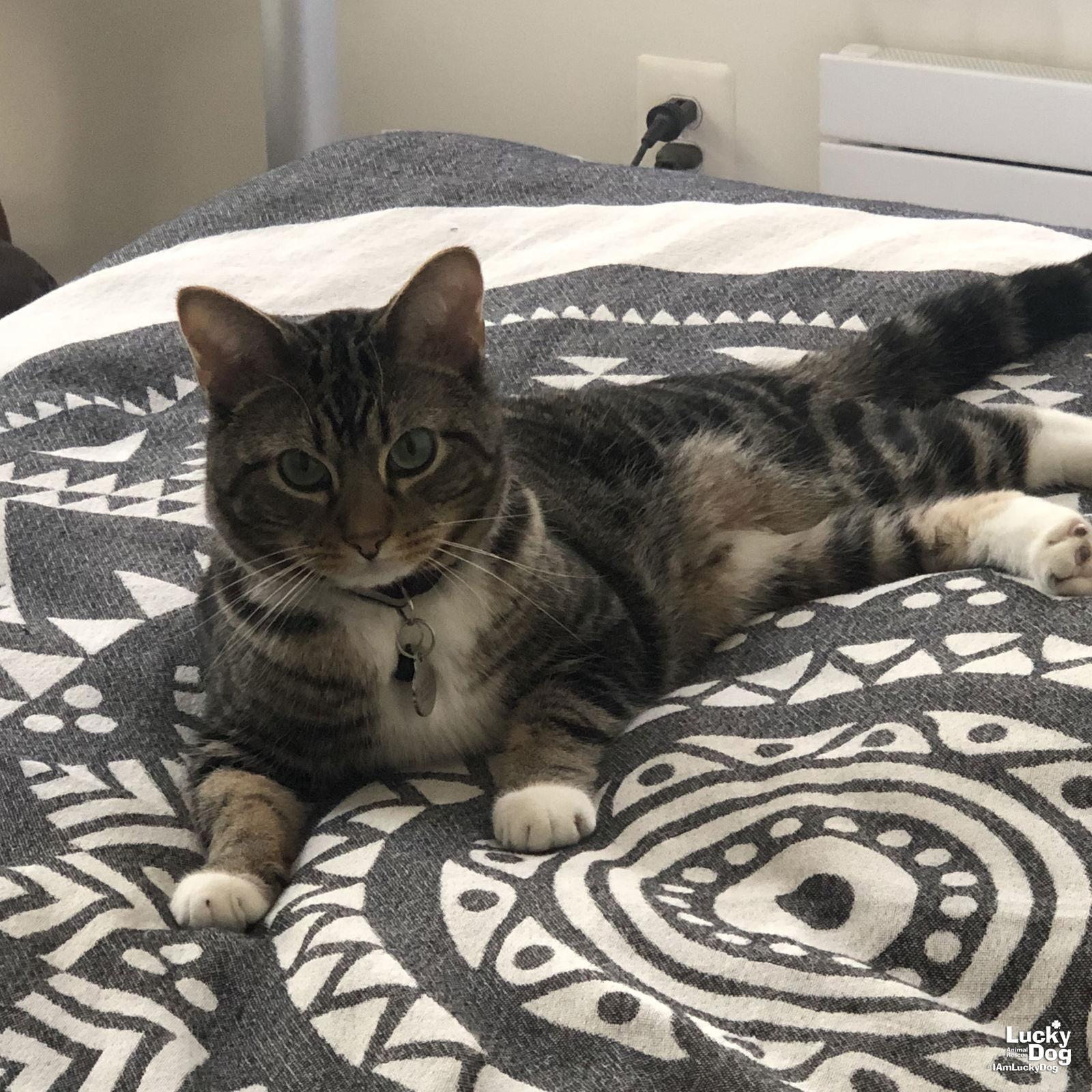 Enlarge Pilsner, a Adopted Domestic Short Hair in Washington, DC image 3/3