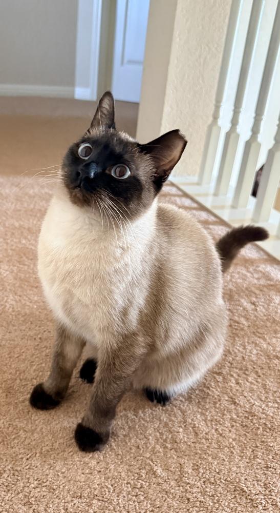 Luna Lu, Adoptable, Adult Female Siamese & American Shorthair.