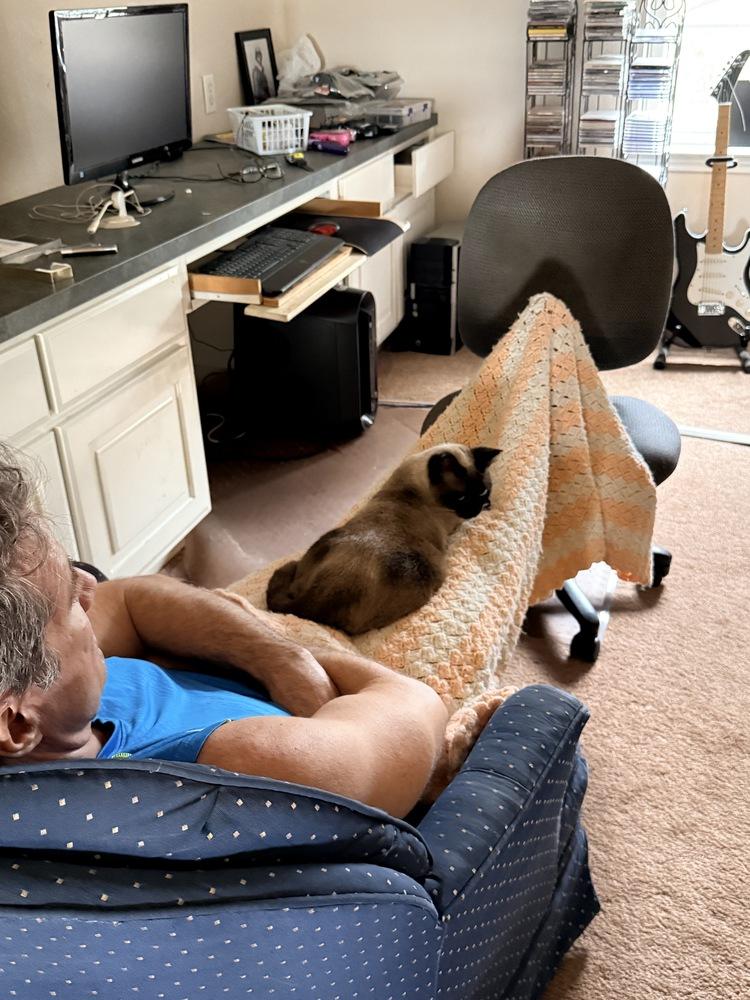 Luna Lu, a Adoptable mixed breed in Austin, TX image 3/5