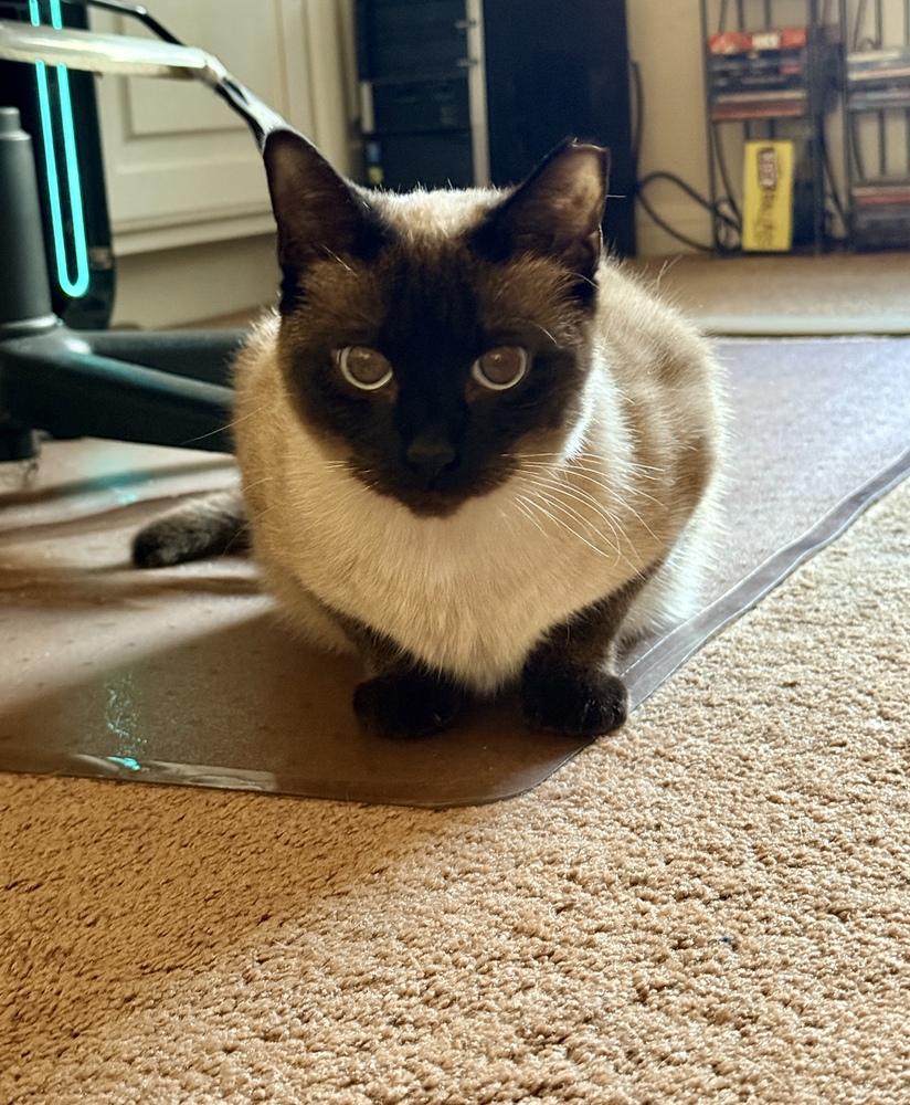 Luna Lu, a Adoptable mixed breed in Austin, TX image 4/5