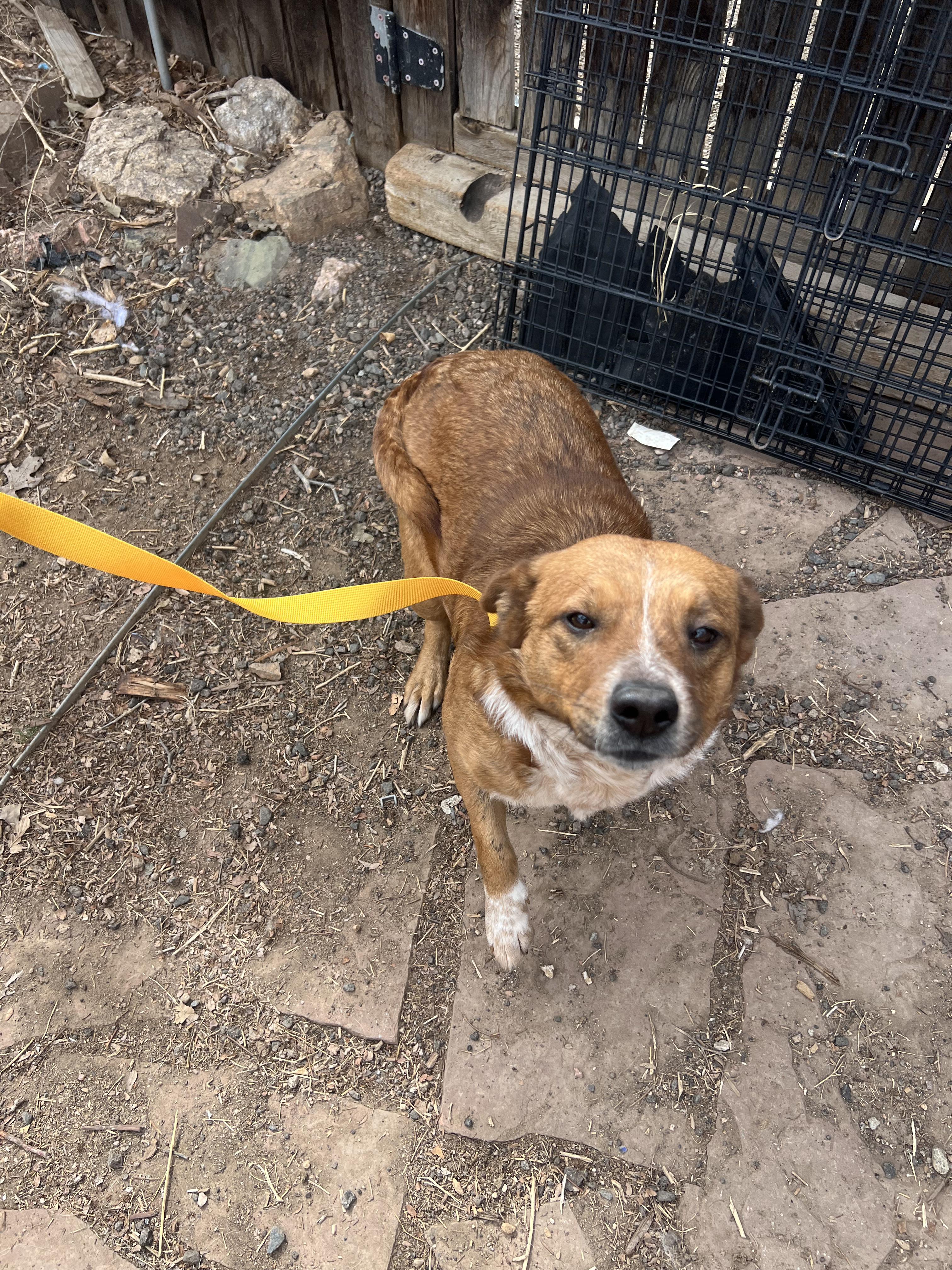 Enlarge Pancake, a ADOPTABLE mixed breed in Fort Collins, CO image 2/6