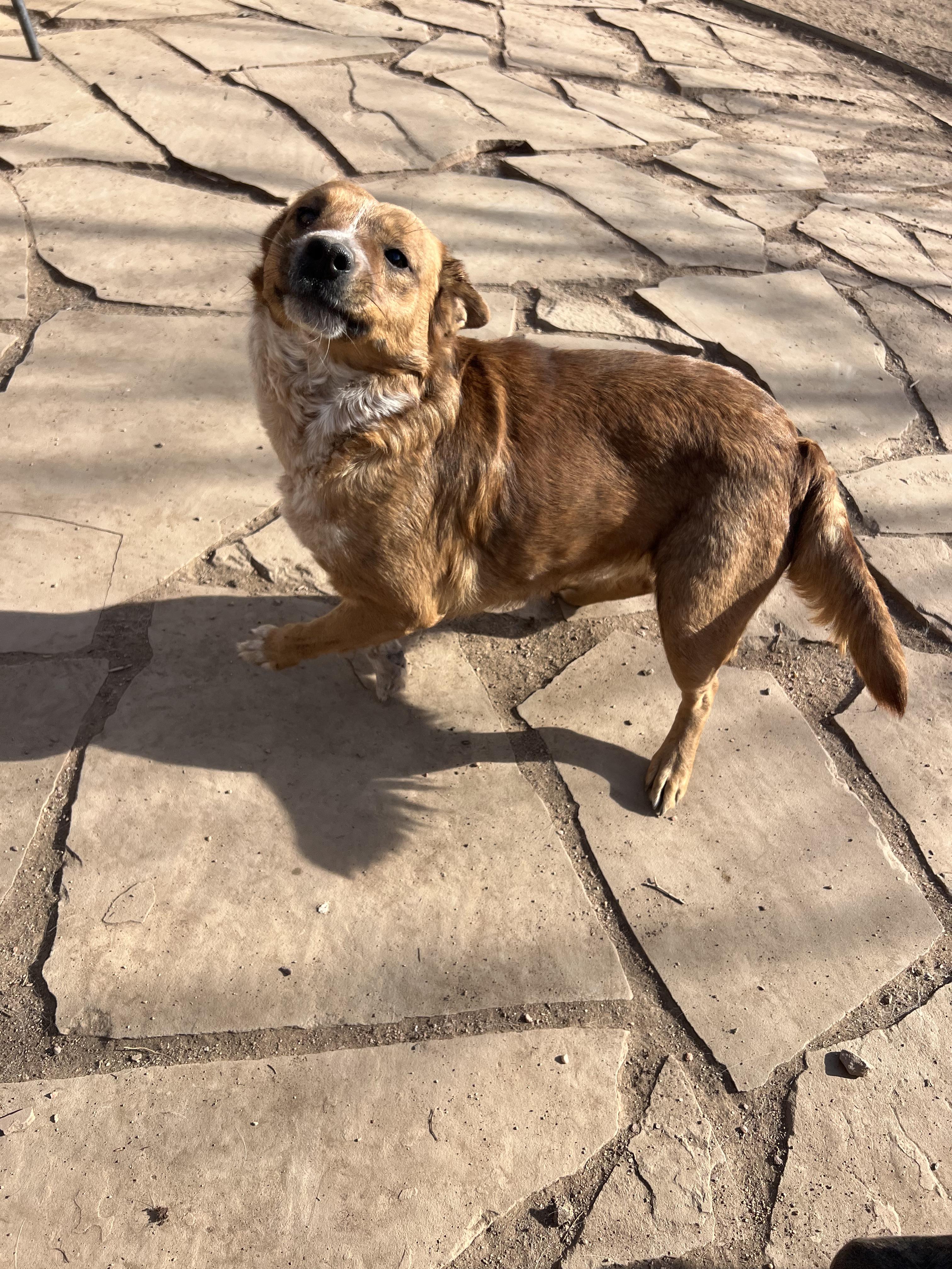 Enlarge Pancake, a ADOPTABLE mixed breed in Fort Collins, CO image 6/6