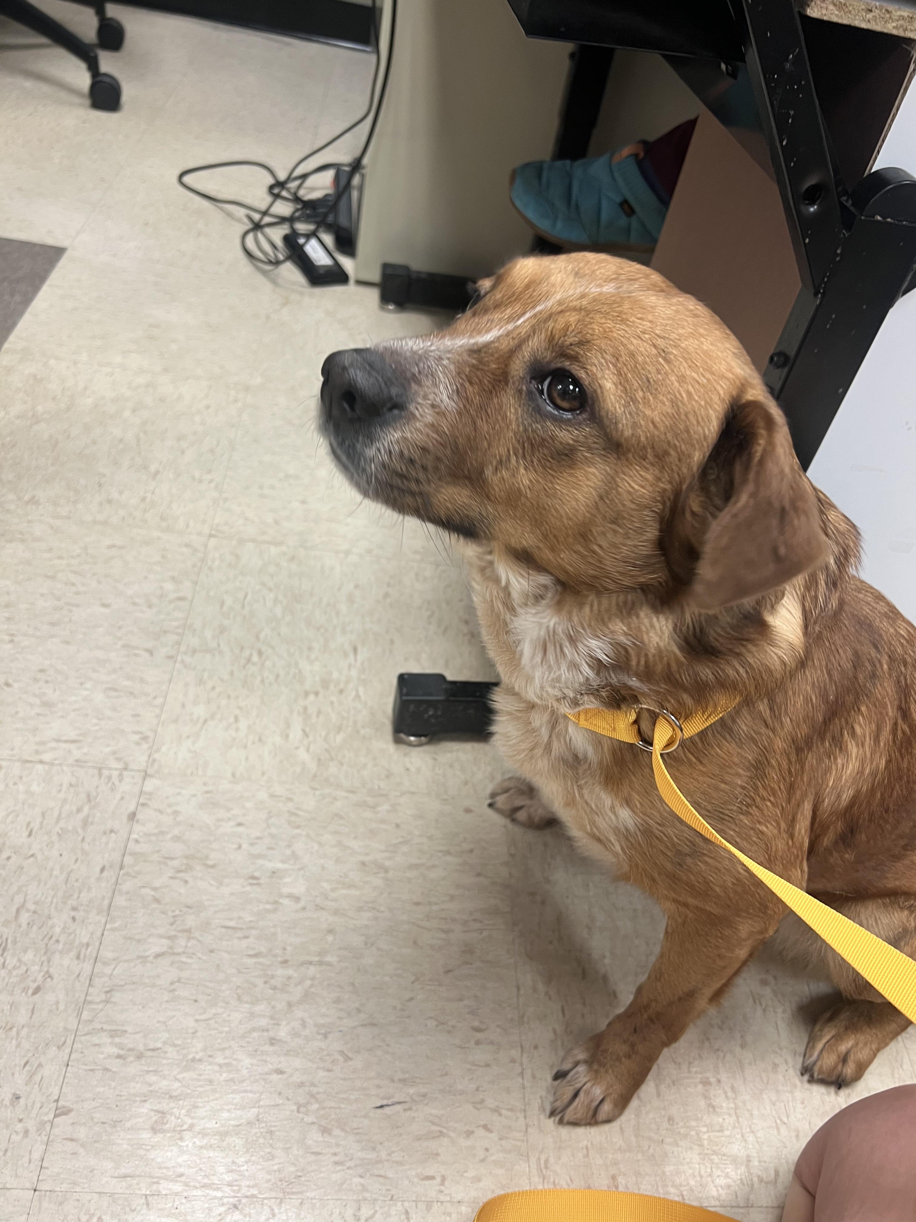 Enlarge Pancake, a ADOPTABLE mixed breed in Fort Collins, CO image 3/6