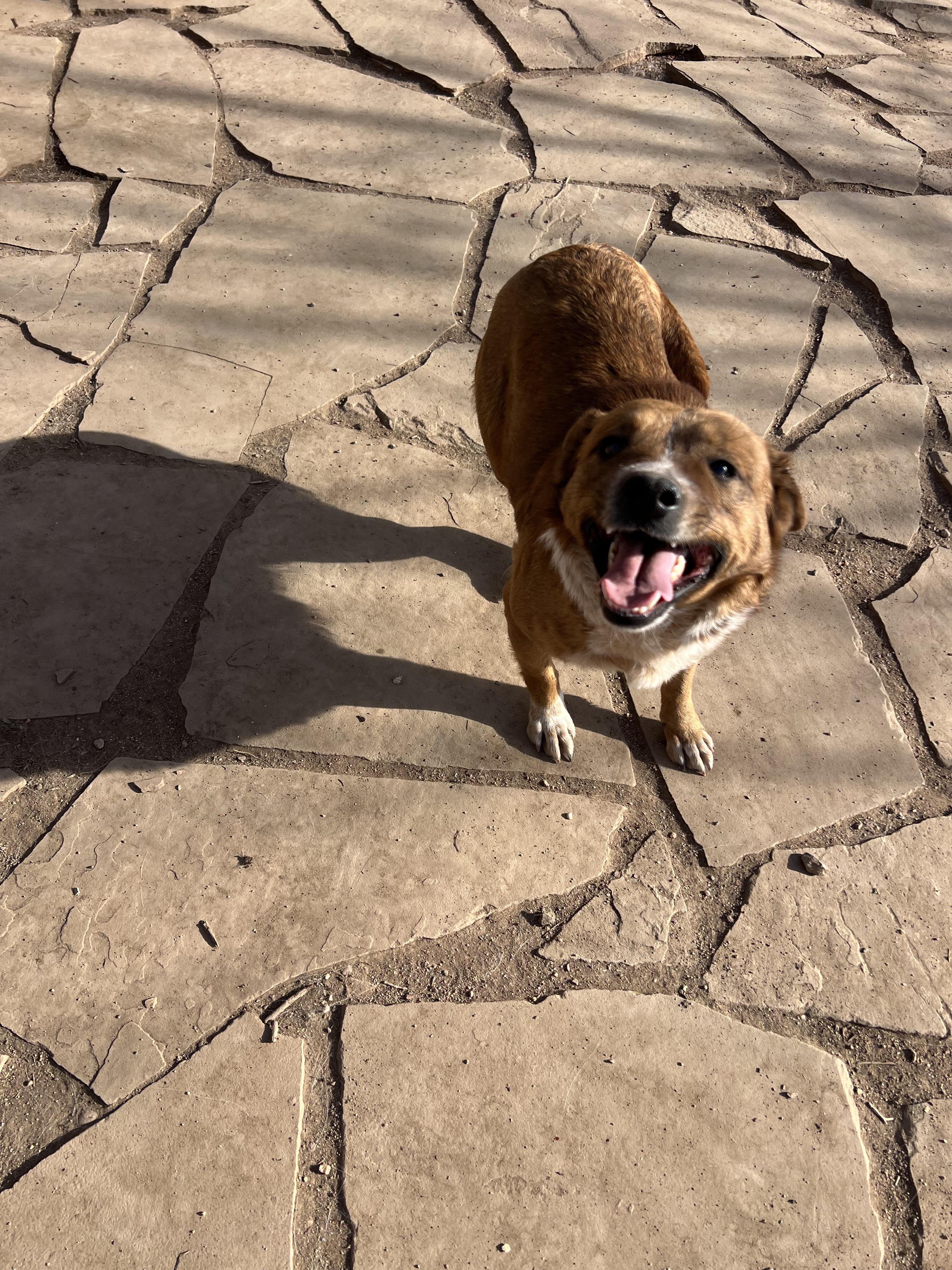 Enlarge Pancake, a ADOPTABLE mixed breed in Fort Collins, CO image 5/6