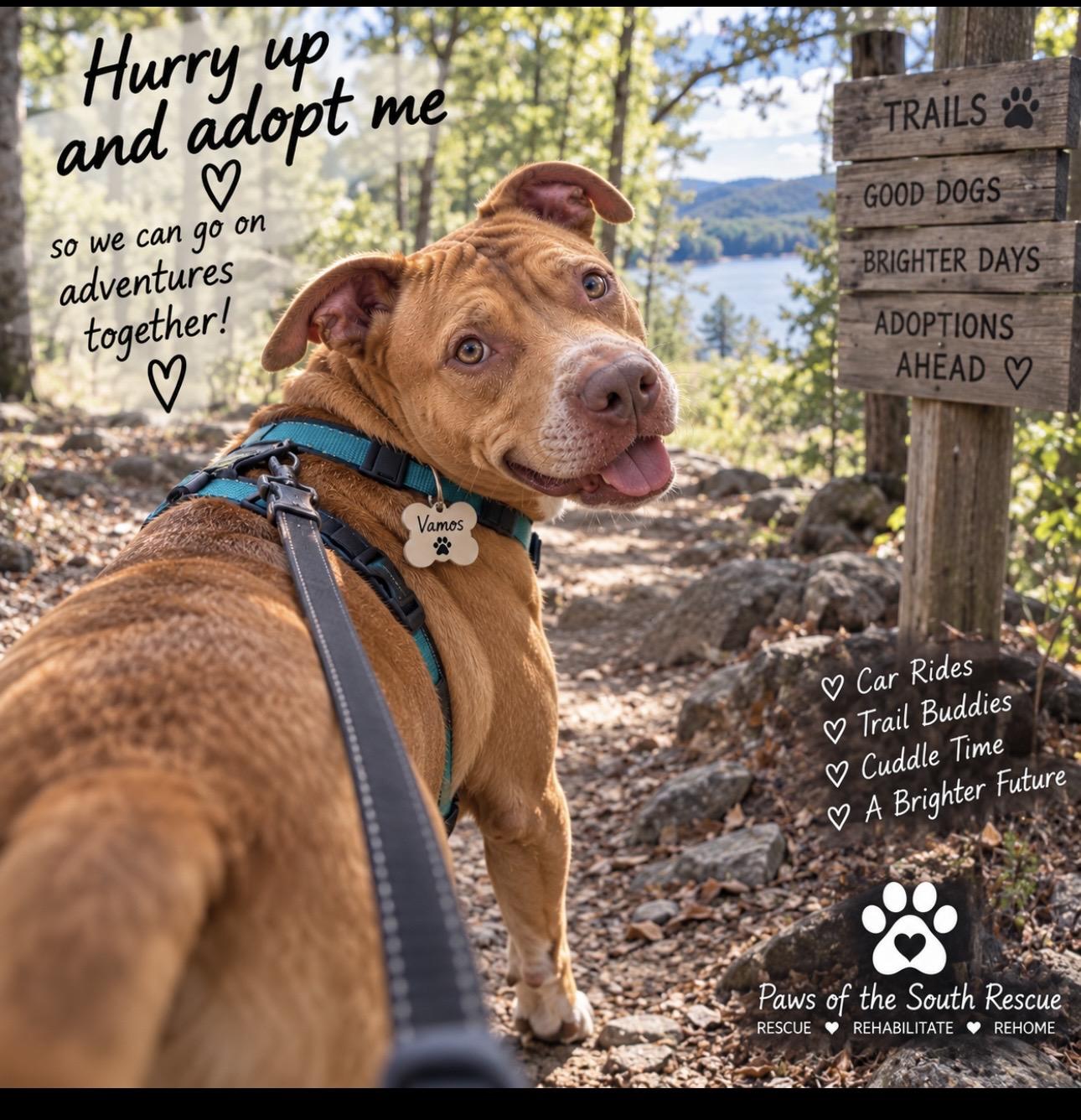 Enlarge Vamos, a Adoptable mixed breed in CUMMING, GA image 5/5