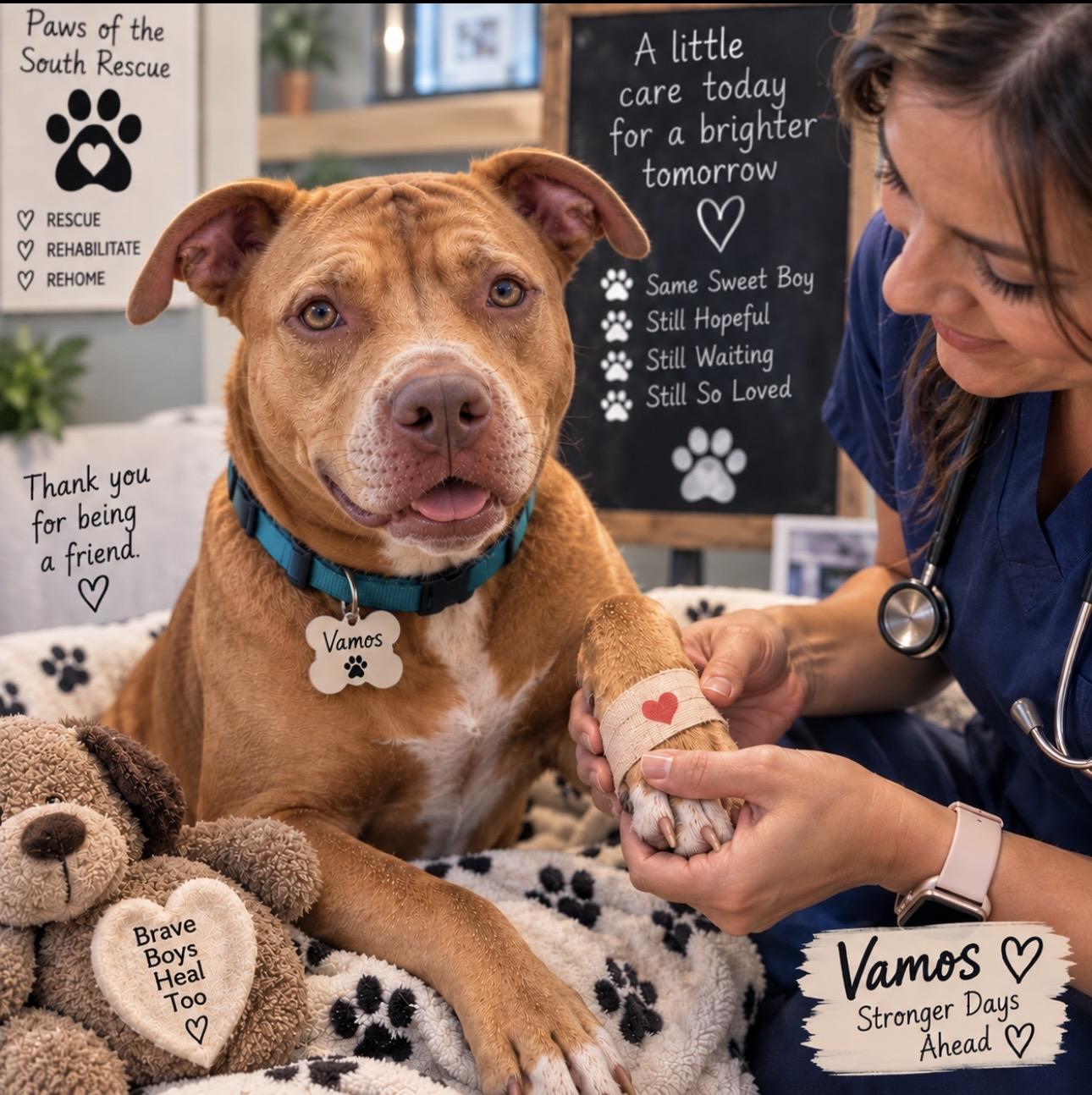 Enlarge Vamos, a Adoptable mixed breed in CUMMING, GA image 4/5