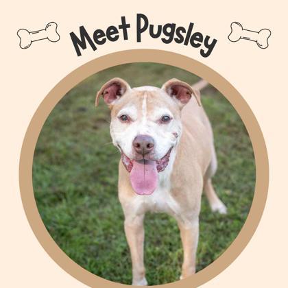 Pugsley, a Adoptable mixed breed in Sevierville, TN image 1/6