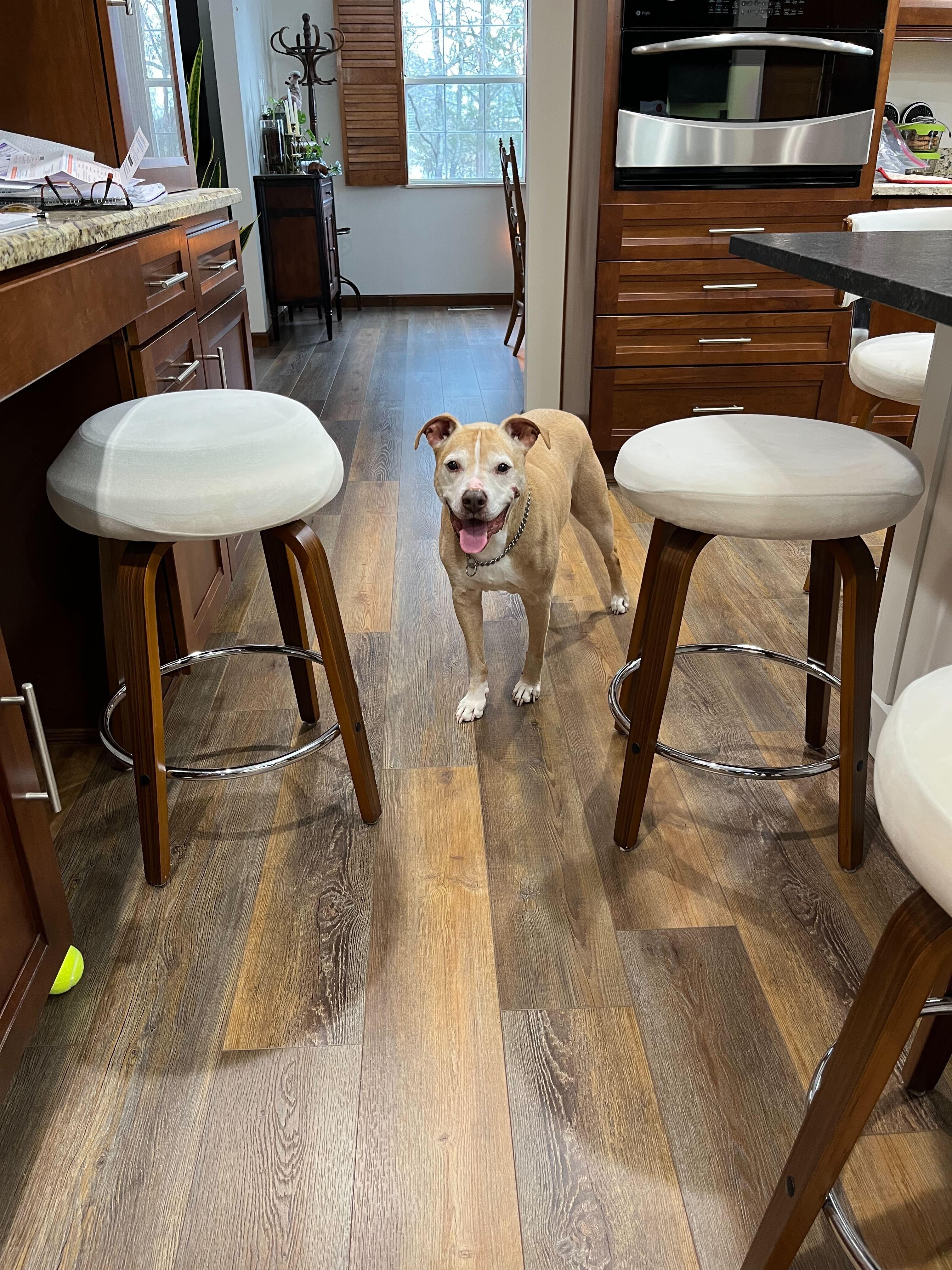 Pugsley, a Adoptable mixed breed in Sevierville, TN image 4/6