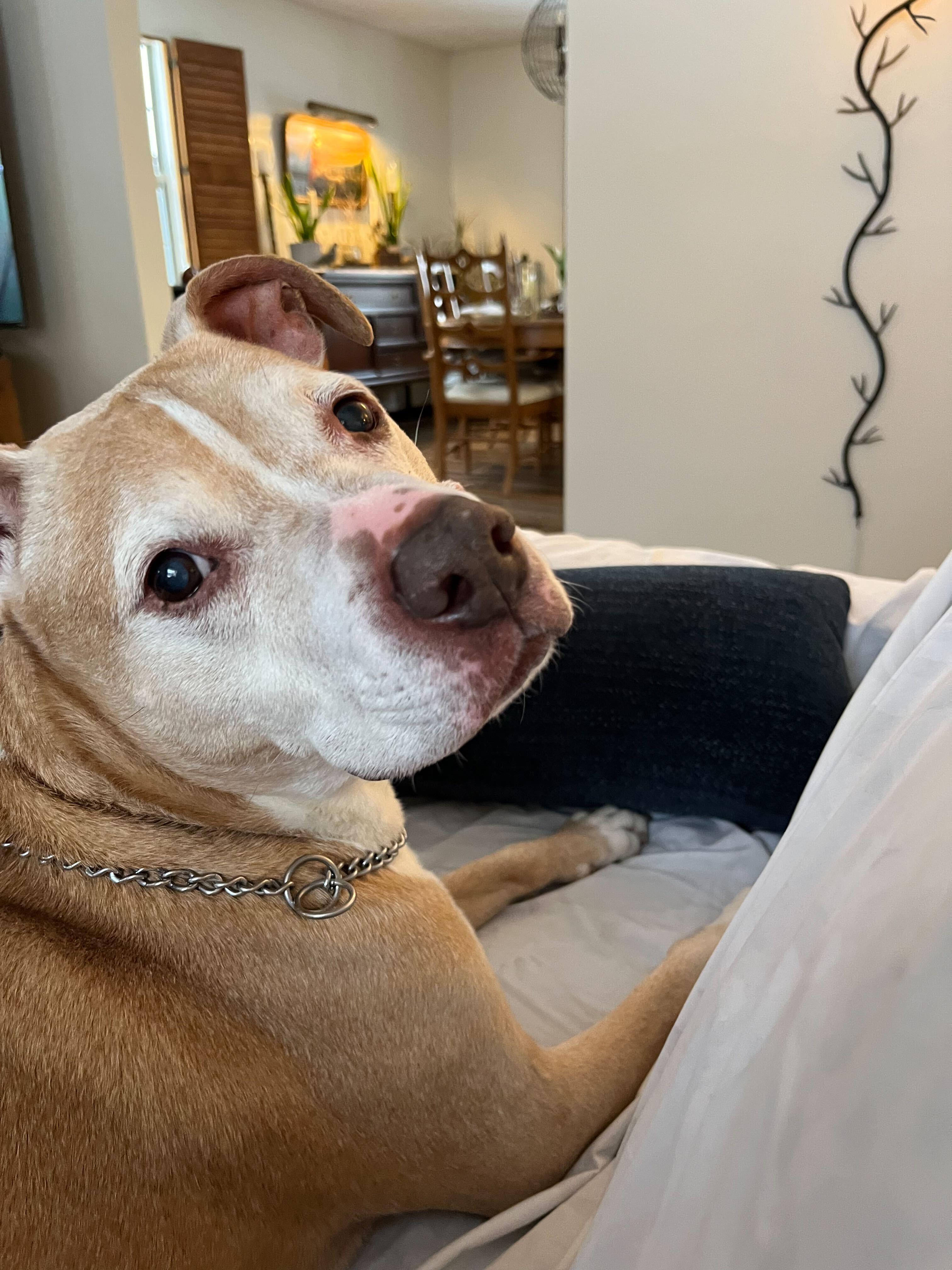 Pugsley, a Adoptable mixed breed in Sevierville, TN image 2/6