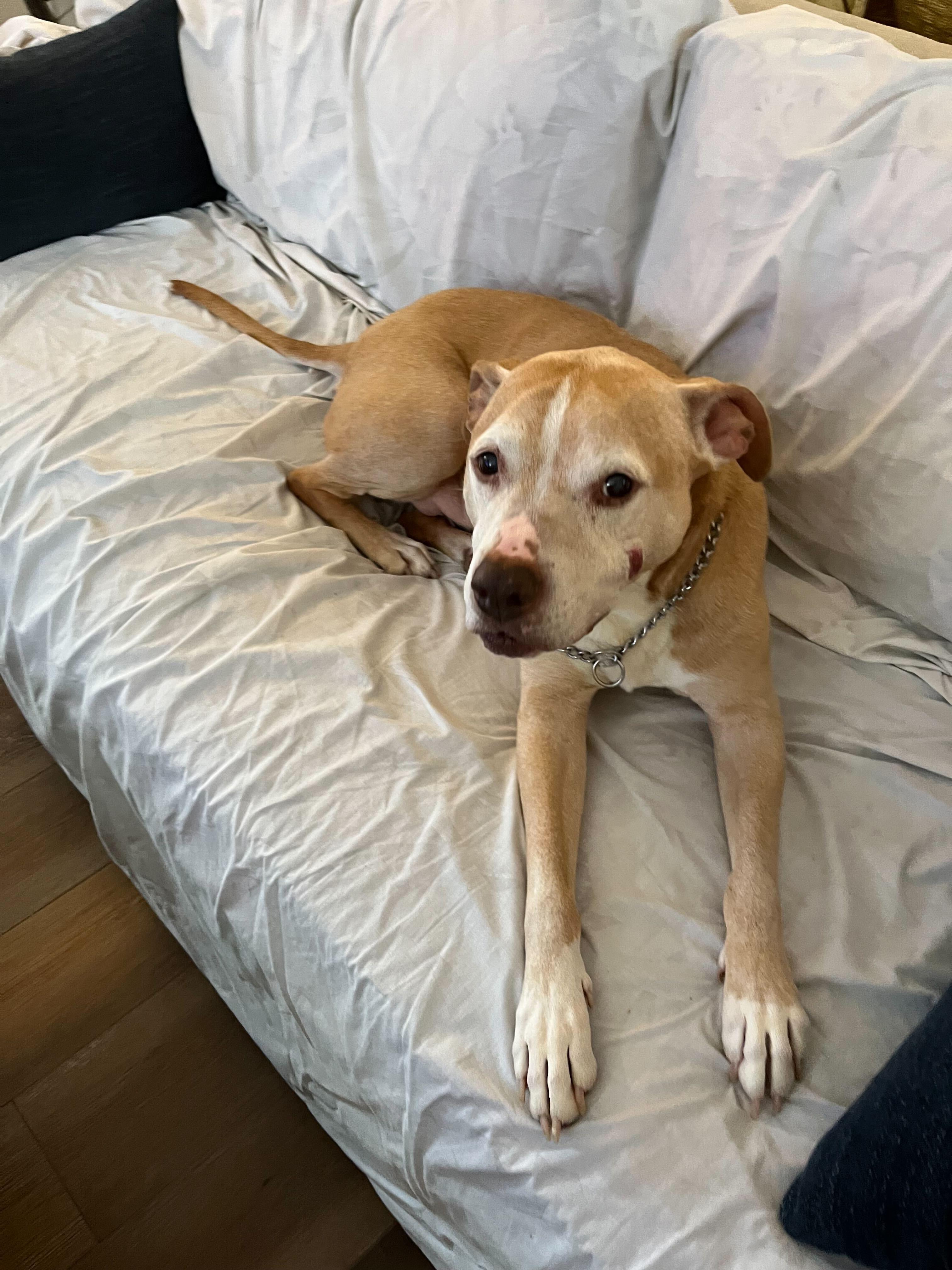 Pugsley, a Adoptable mixed breed in Sevierville, TN image 3/6