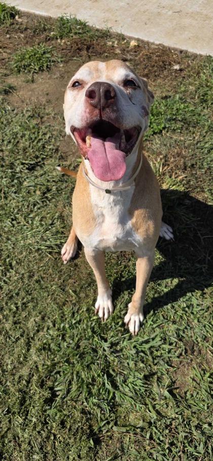 Enlarge Pugsley, a Adoptable mixed breed in Sevierville, TN image 1/2