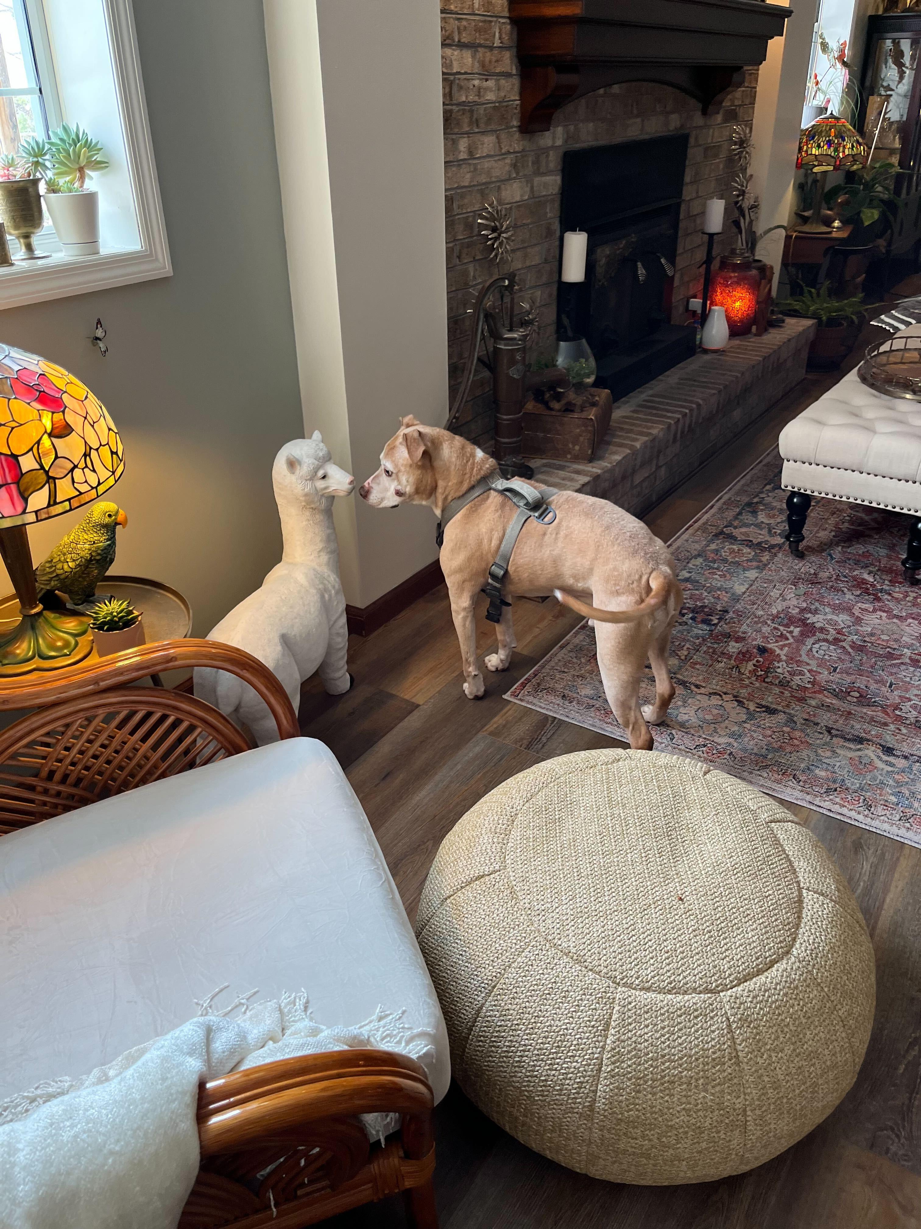 Pugsley, a Adoptable mixed breed in Sevierville, TN image 6/6