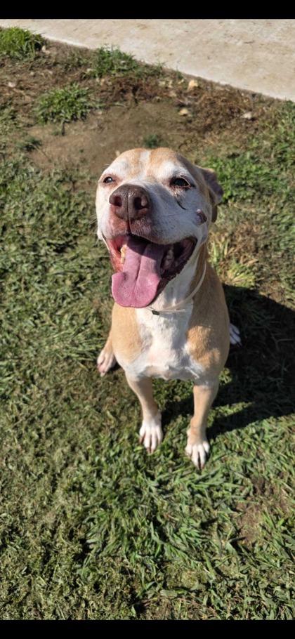 Enlarge Pugsley, a Adoptable mixed breed in Sevierville, TN image 2/2