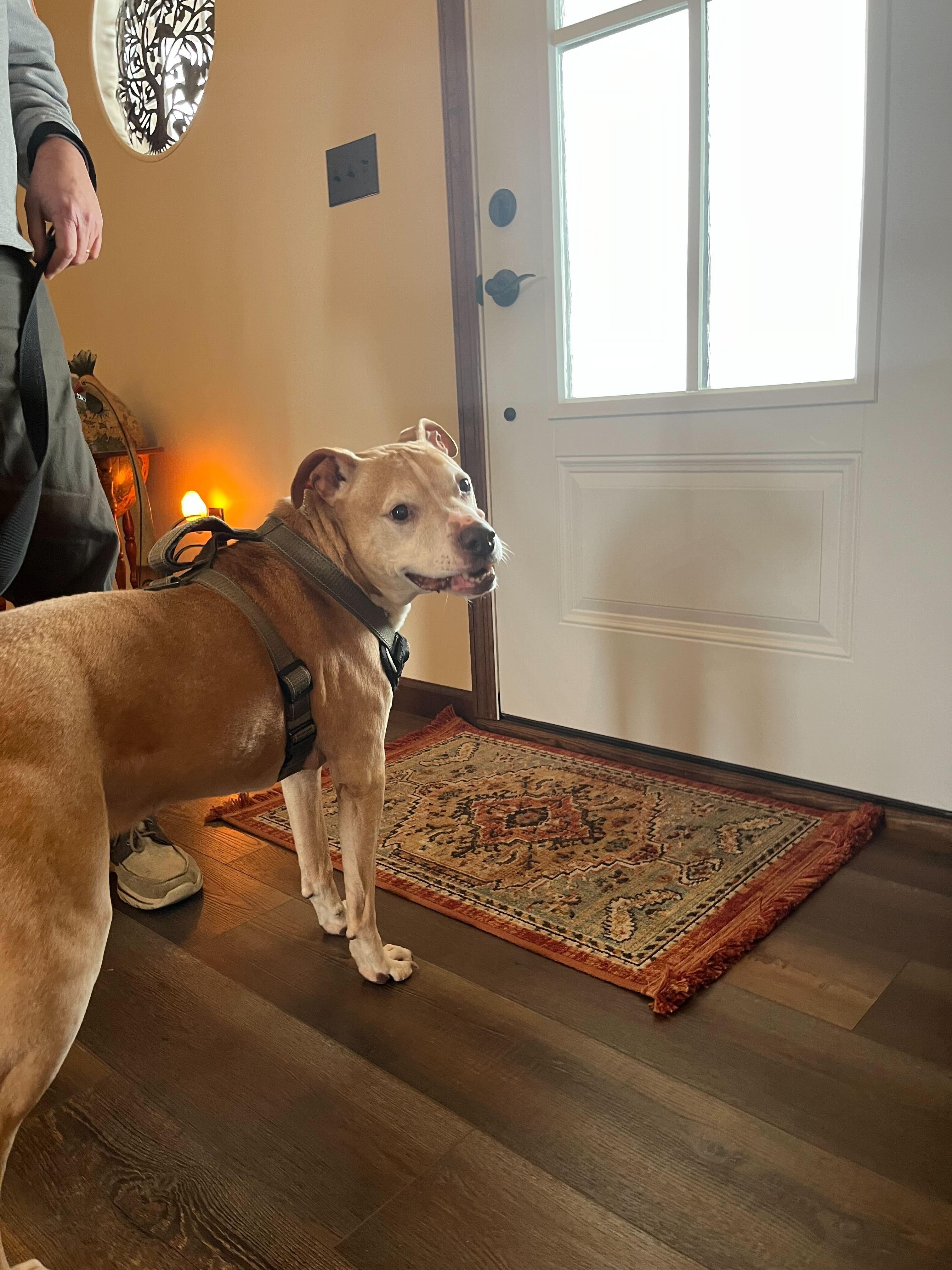 Pugsley, a Adoptable mixed breed in Sevierville, TN image 5/6